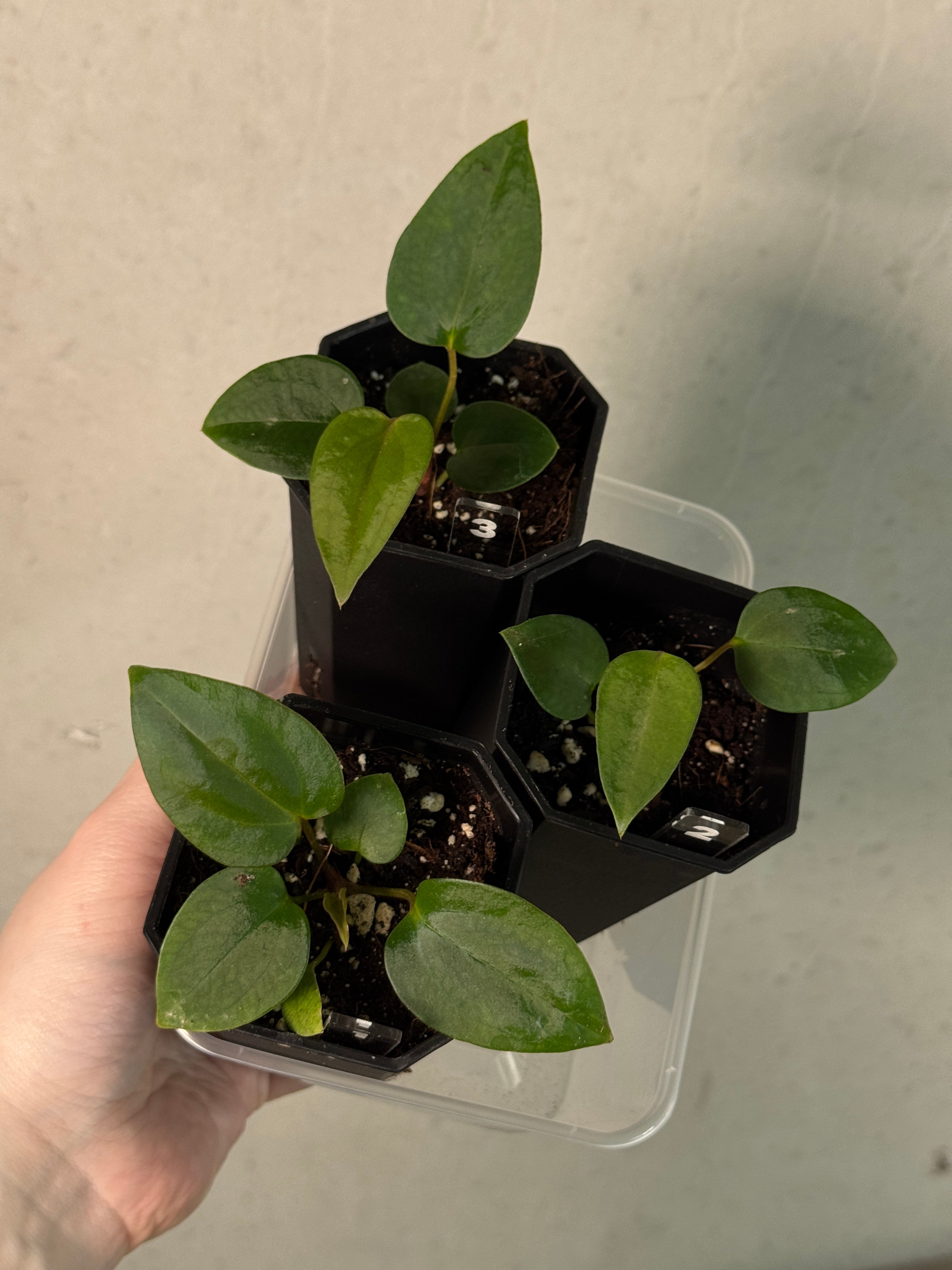 Anthurium Mr. Worldwide x sp. Nov DF