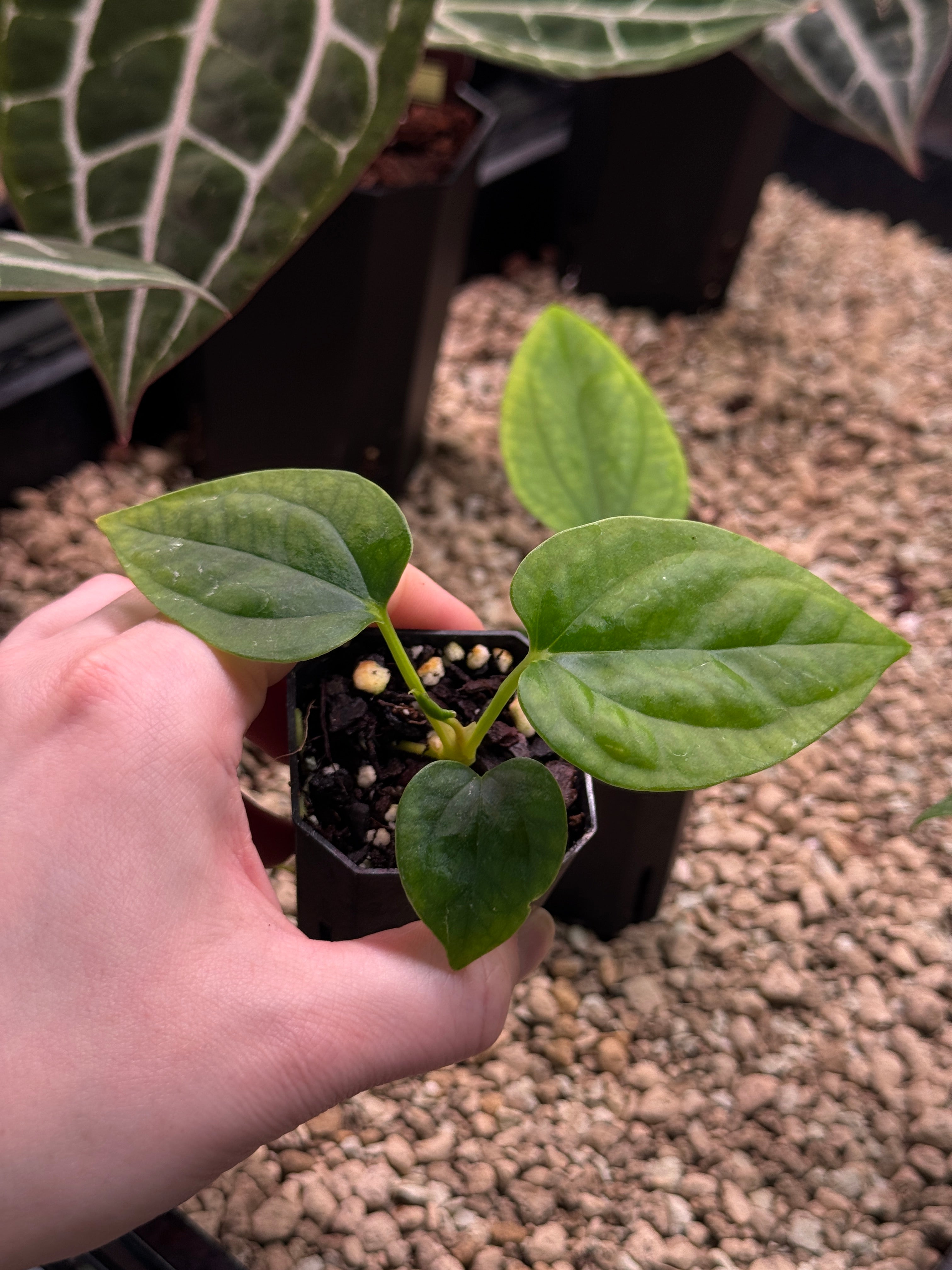 Anthurium Mr. Worldwide x Debile