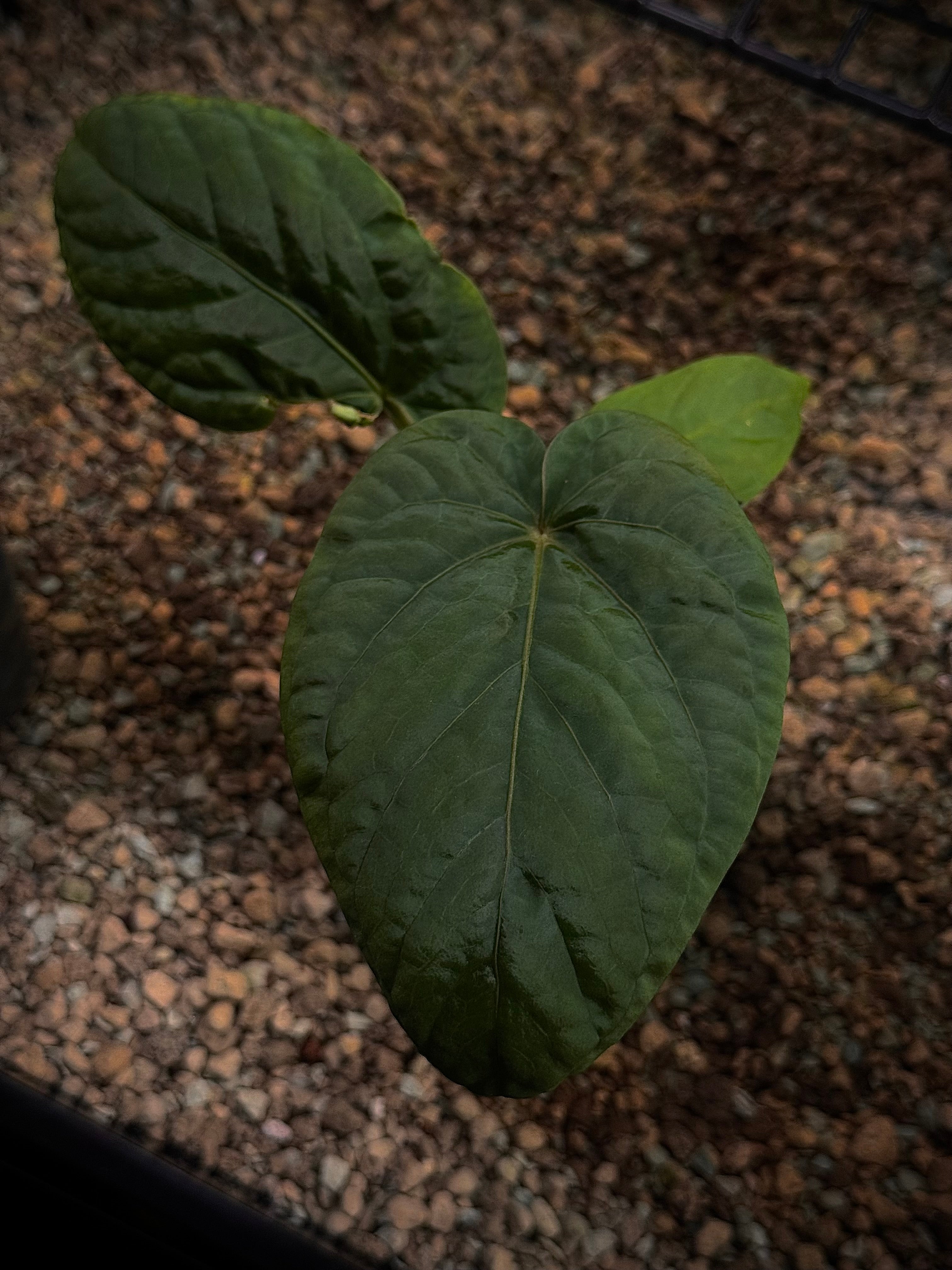 NFS: Anthurium Kunayalense RA8