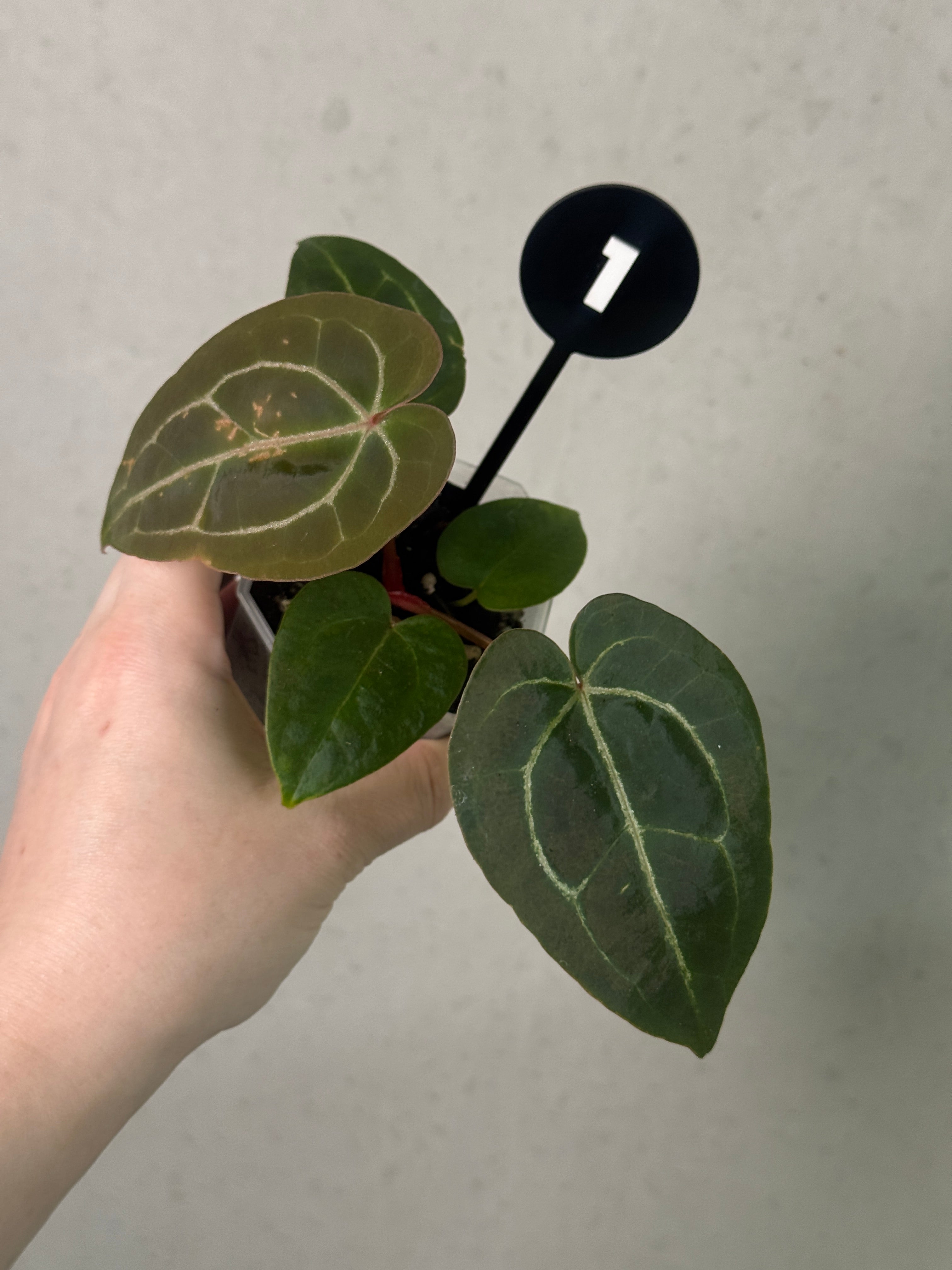Variegated Stingray Anthurium plant with dark chocolate and red velvet leaf patterns, featuring lush, vibrant foliage.
