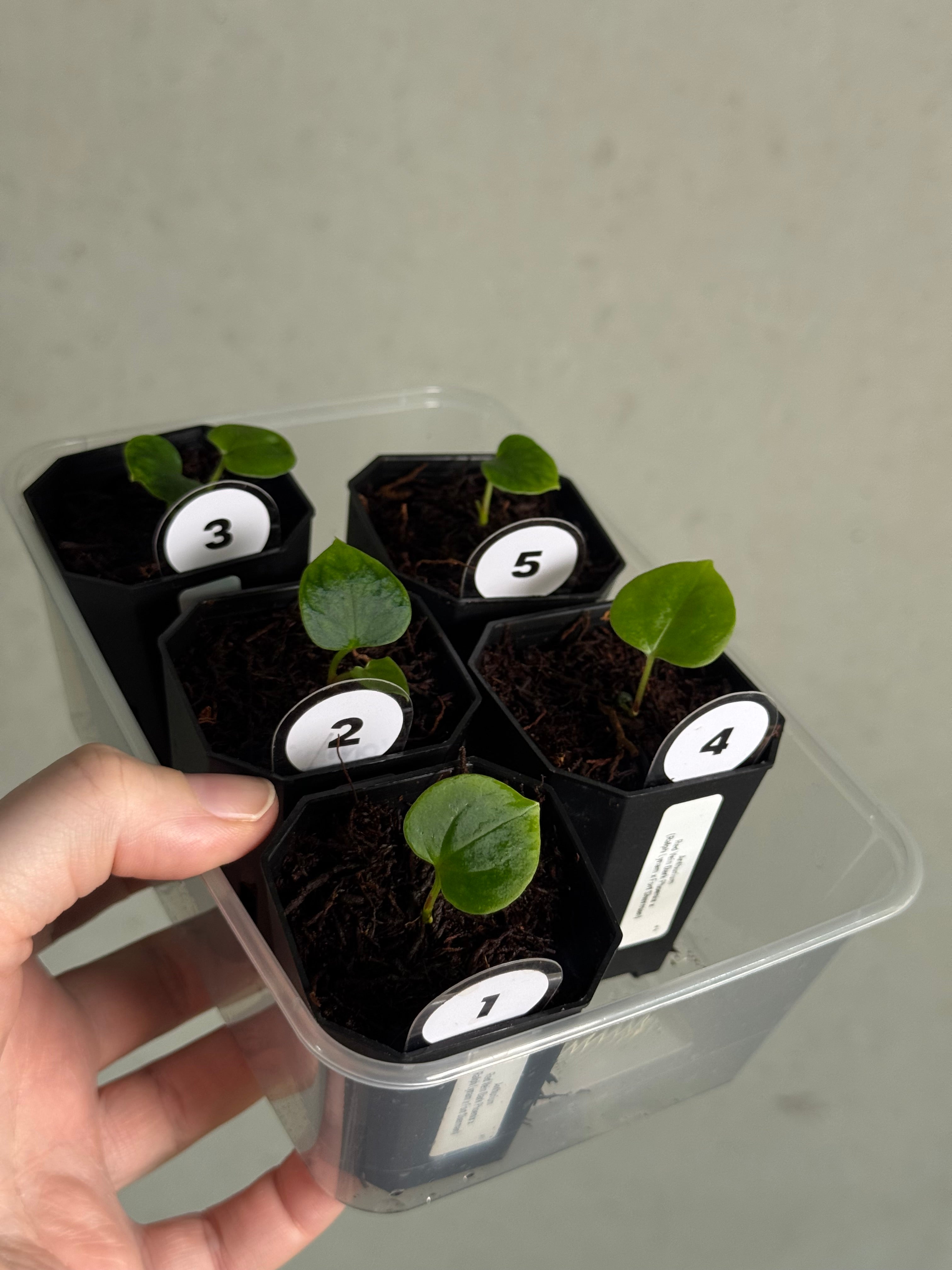 Anthurium Red Vein Dark Phoenix x (Ralph Lynam x Fort Sherman) - SMUKHI