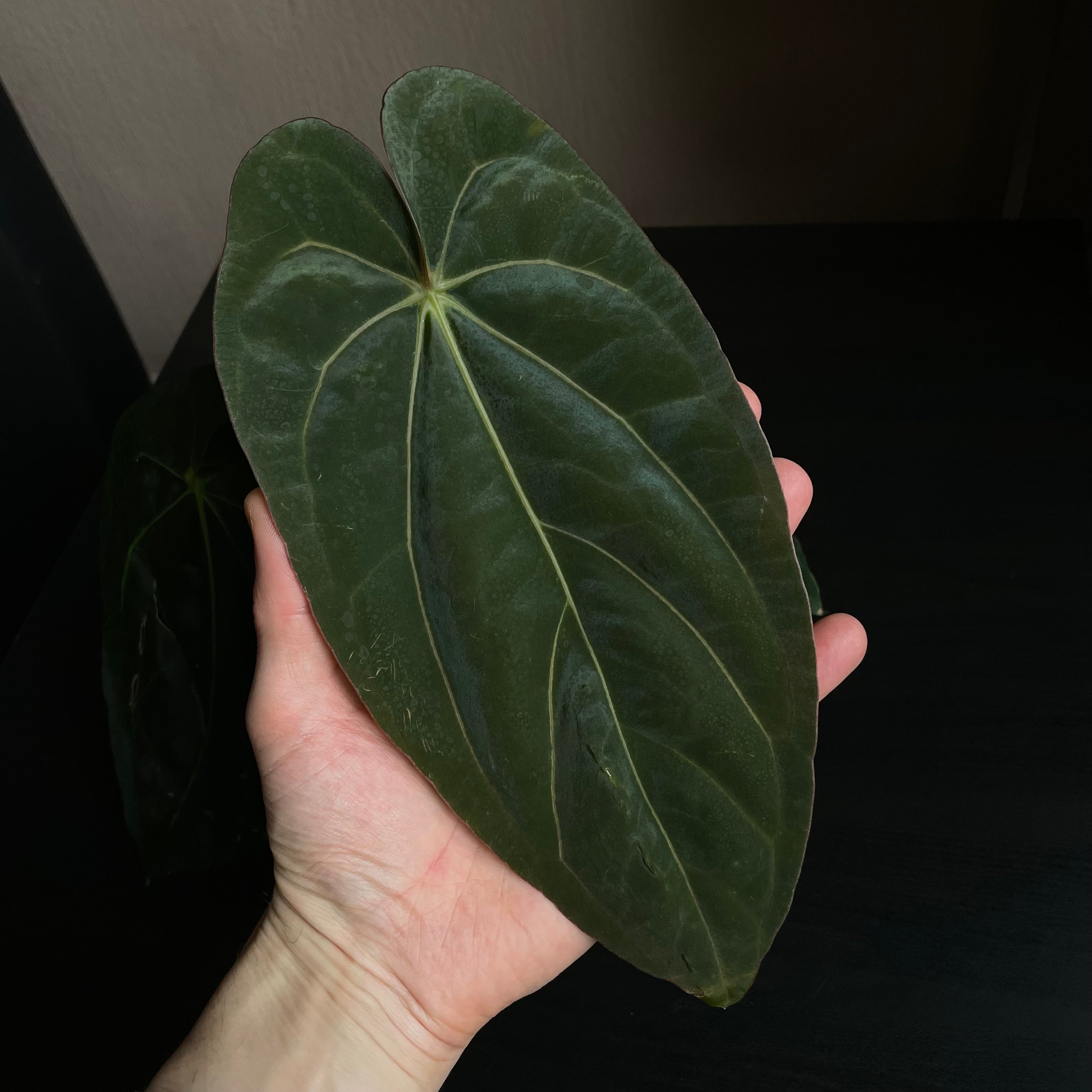 Anthurium - Various plants