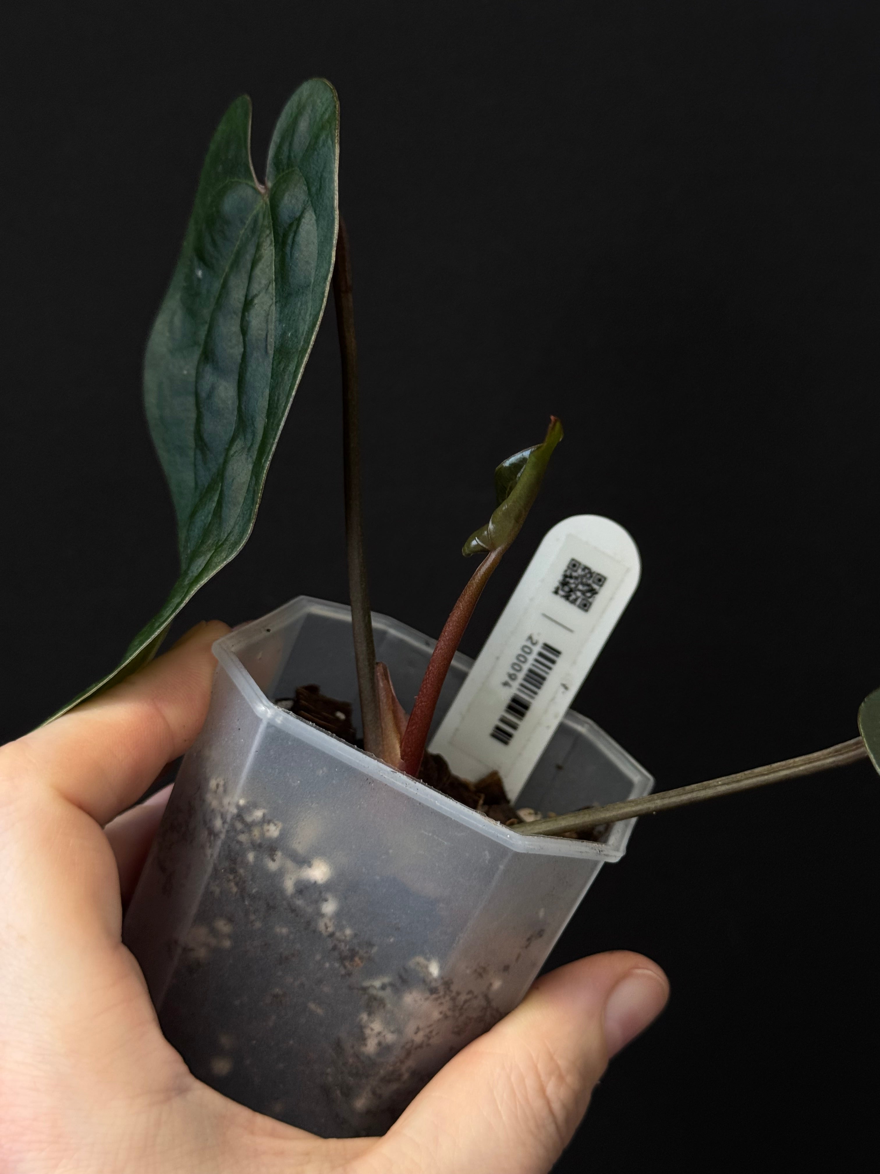 Anthurium Ace Of Spades Dark Form (SKG) F1