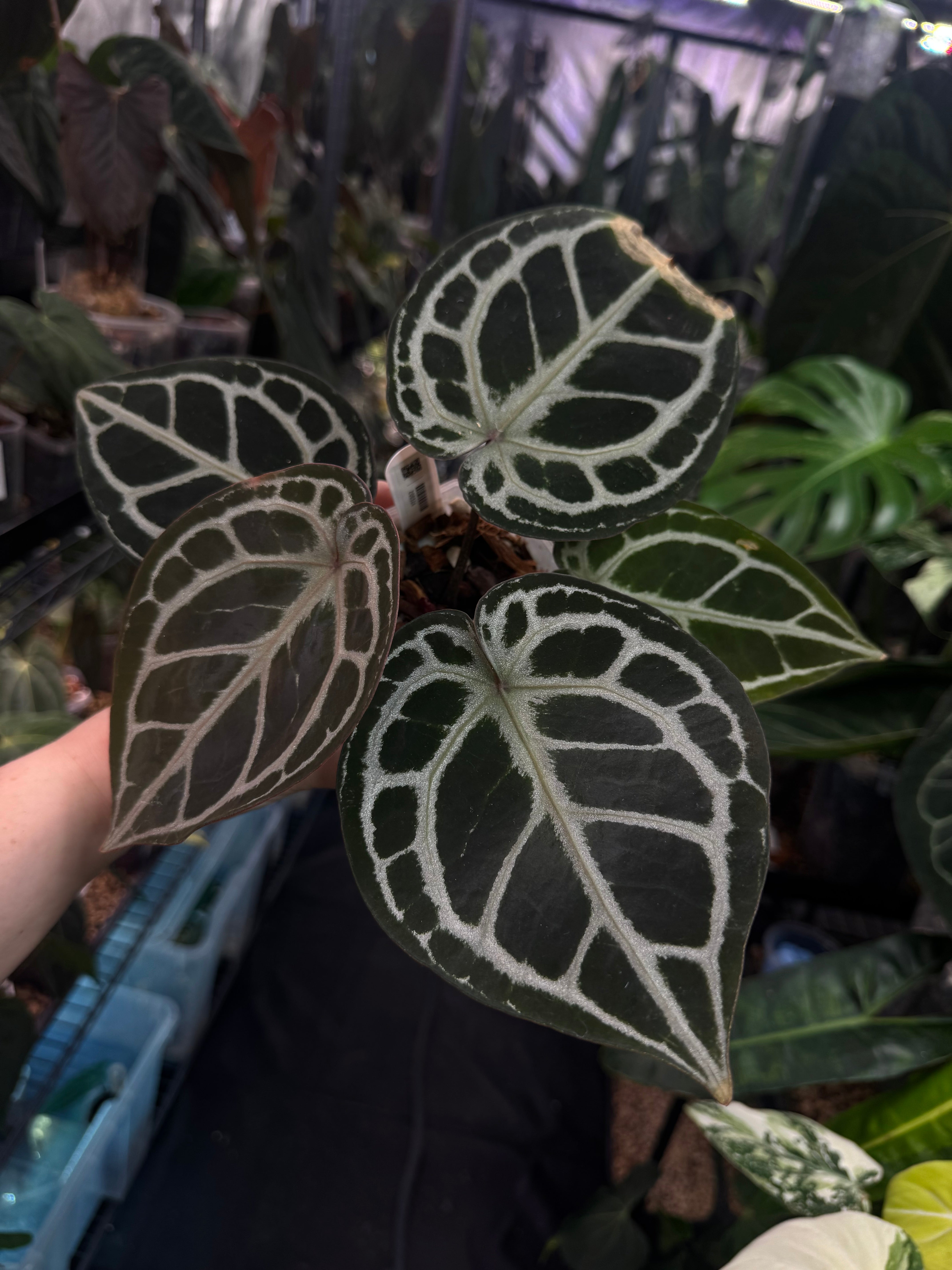Anthurium HU x Red Crystallinum