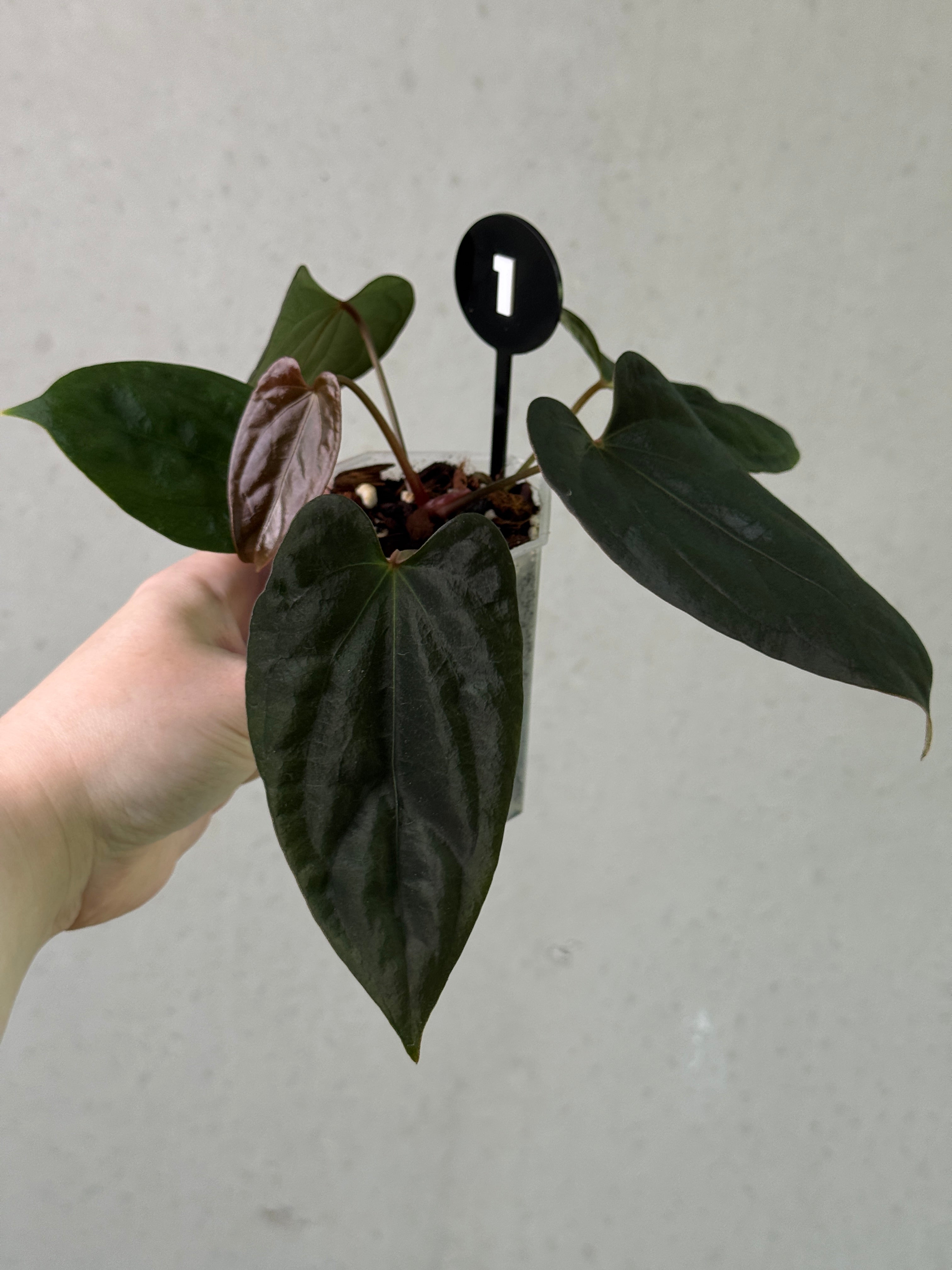 Crystallinaminum Anthurium Portillae 'Dorito' x BVEP 'Nightmare' plant with dark green leaves and vibrant foliage.