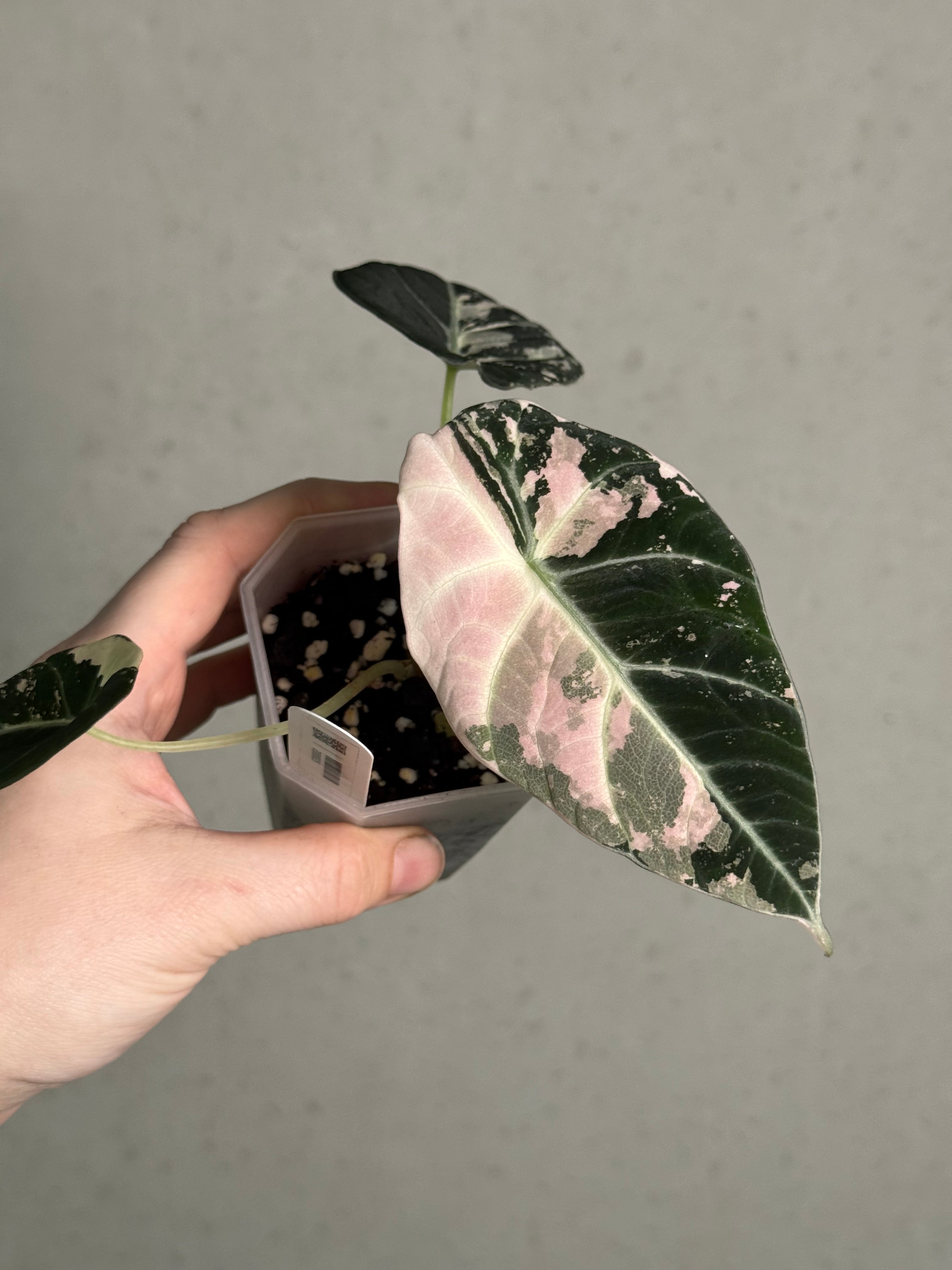Alocasia Black Velvet Pink Variegata - SMUKHI