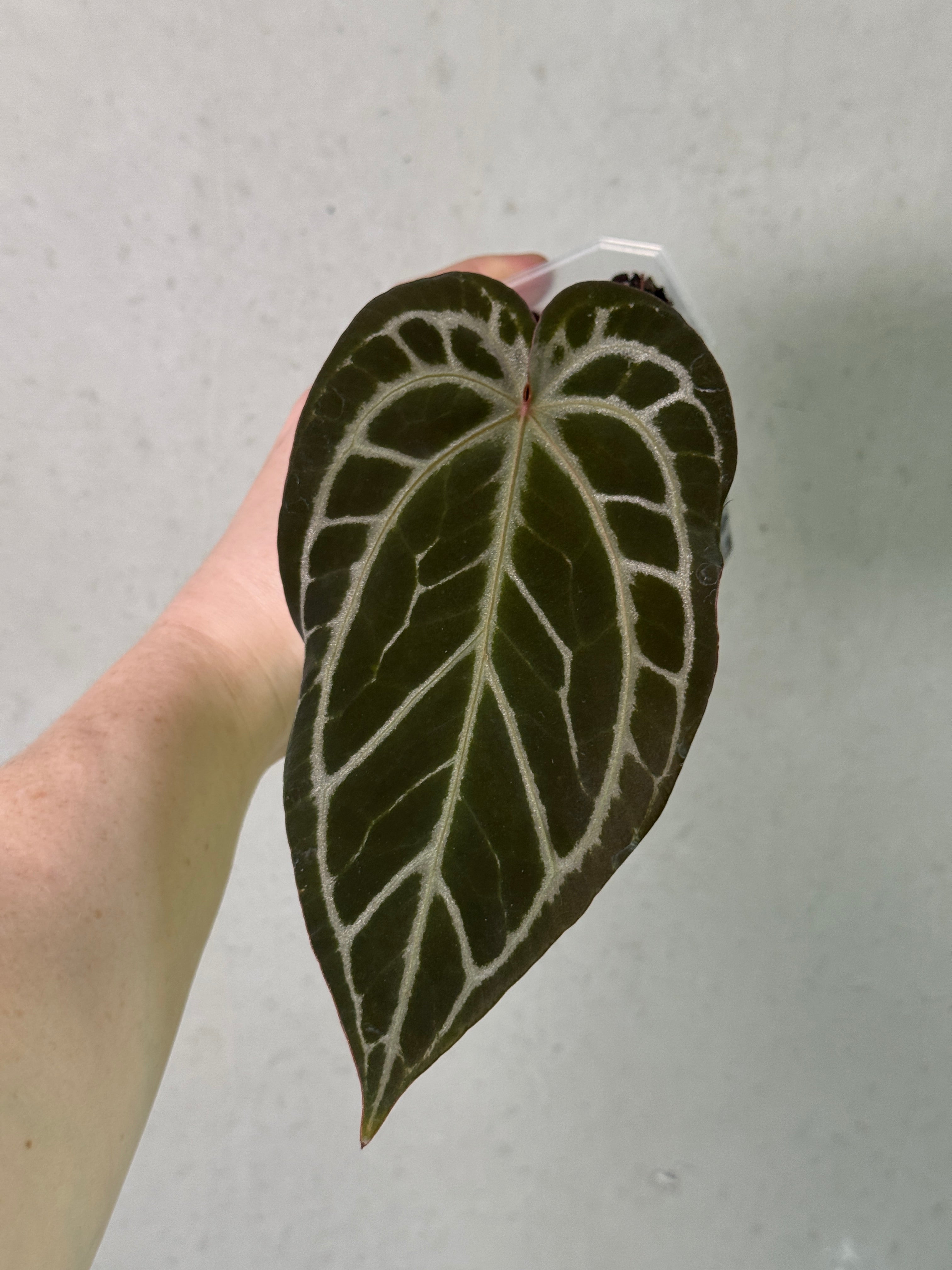 Red Anthurium Crystallinum S1 plant by Wuhoo Tropicals with glossy, vibrant leaves and distinctive white veins.