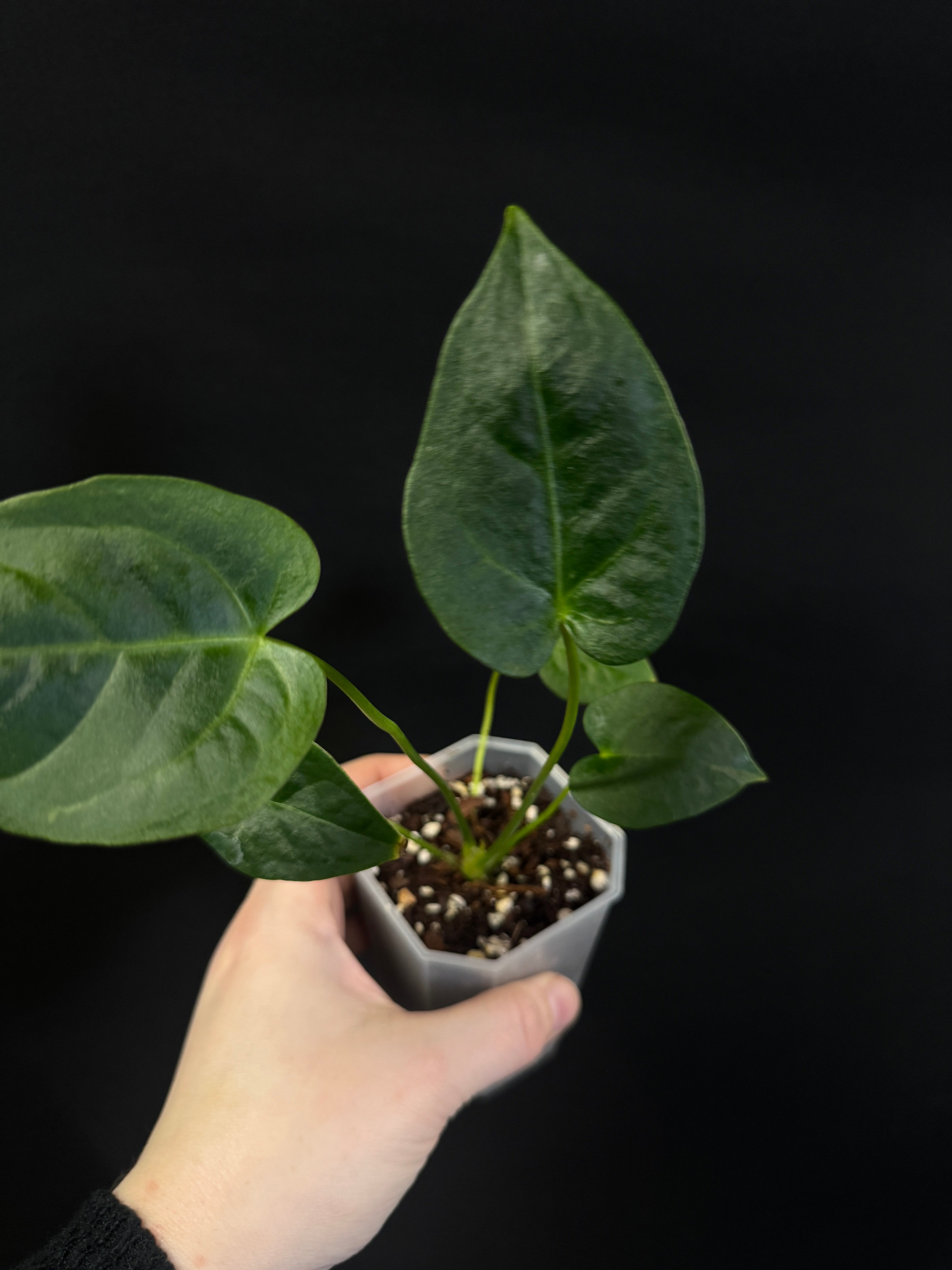 Anthurium Veitchii x Forgetii Silver (or Radicans)