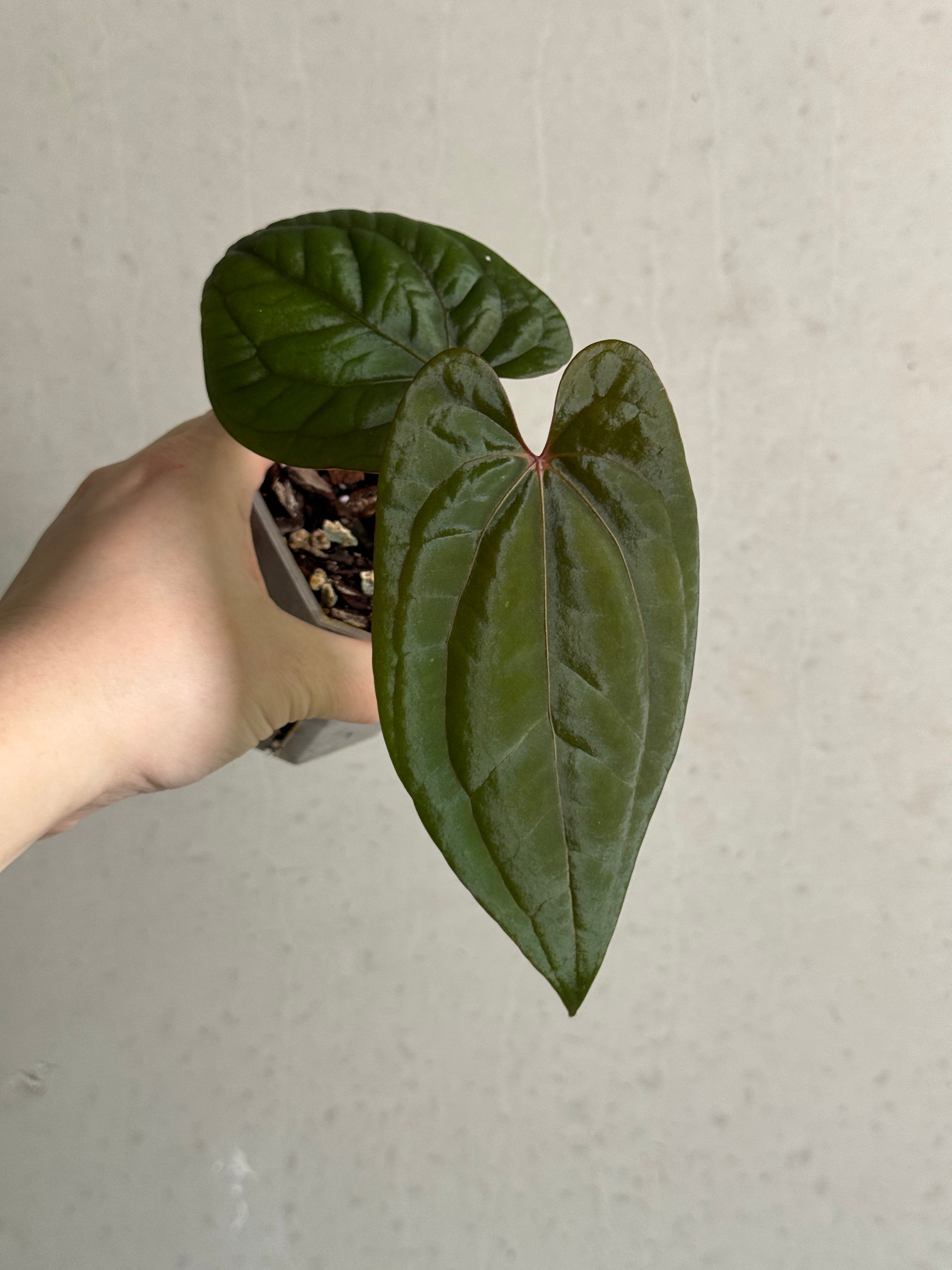 Anthurium RVDP - Clone