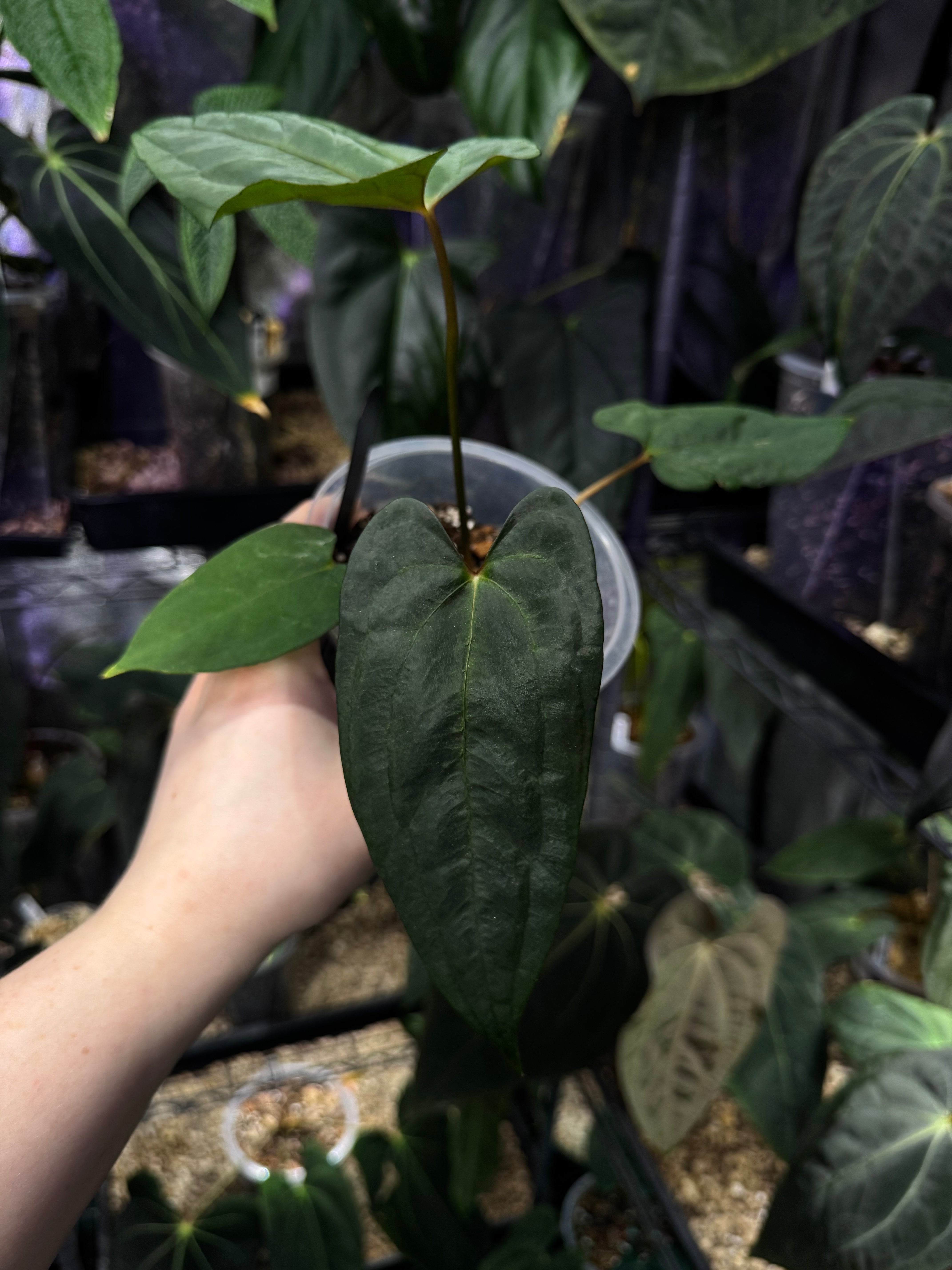 NFS: Anthurium Papillilaminum (EU)