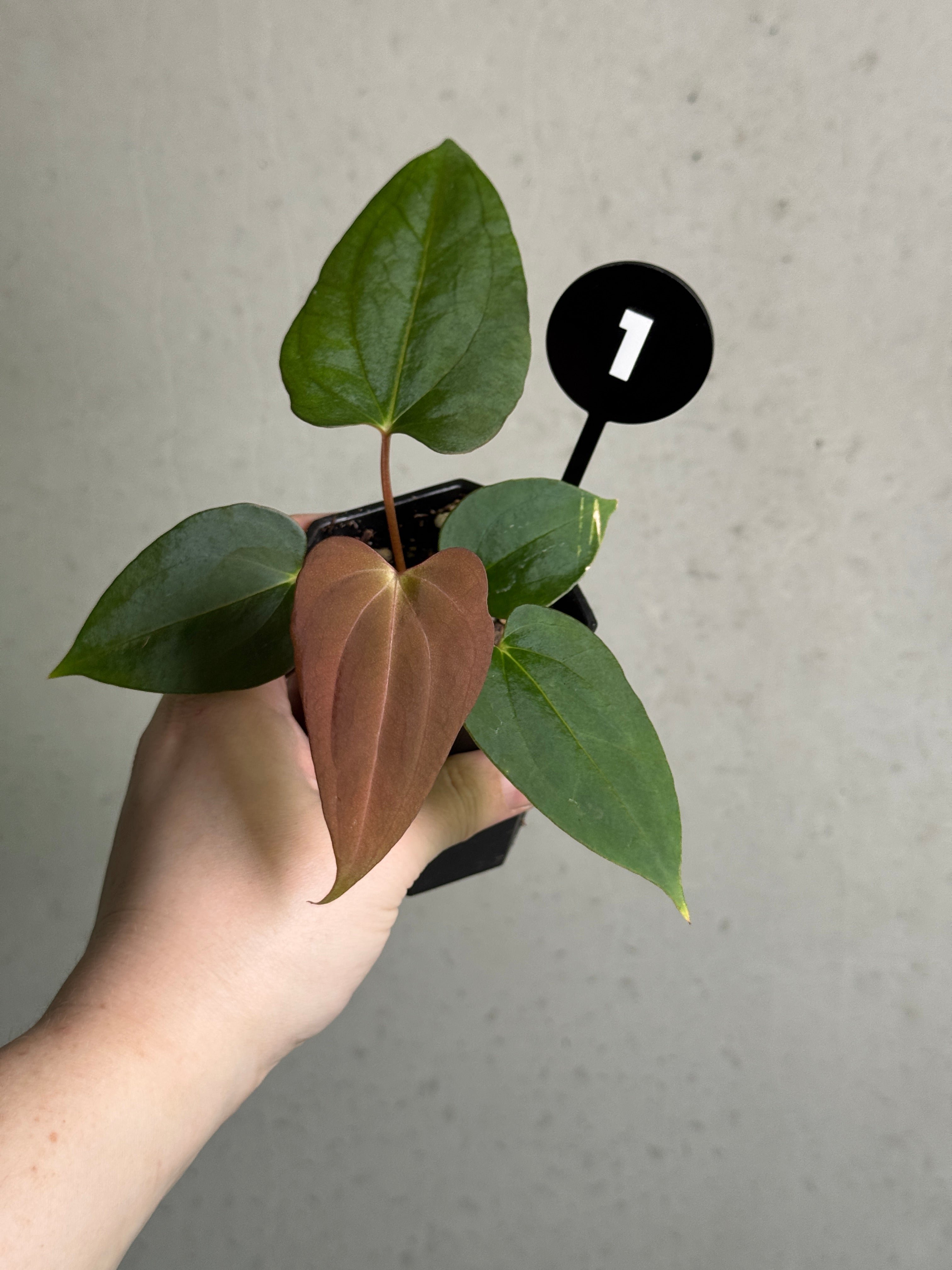 Anthurium (Papillilaminum 'Marie' x 'IL') x (Carlablackiae RD3 x ‘Grim Reaper’)