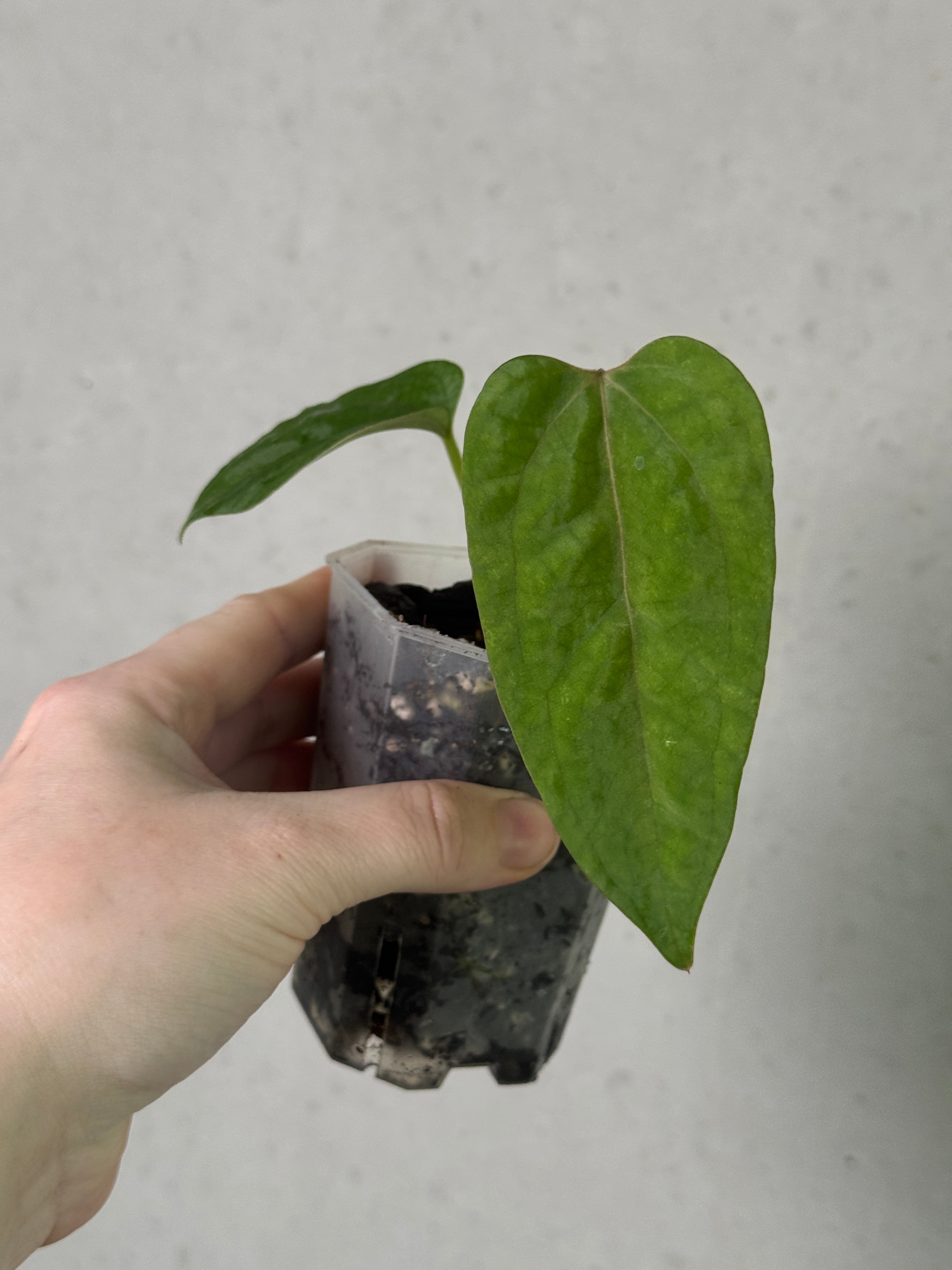 Dark form Anthurium Ace of Spades x Portillae ‘Dorito’ plant by Crystallinaminum, featuring glossy dark leaves and unique leaf shapes.