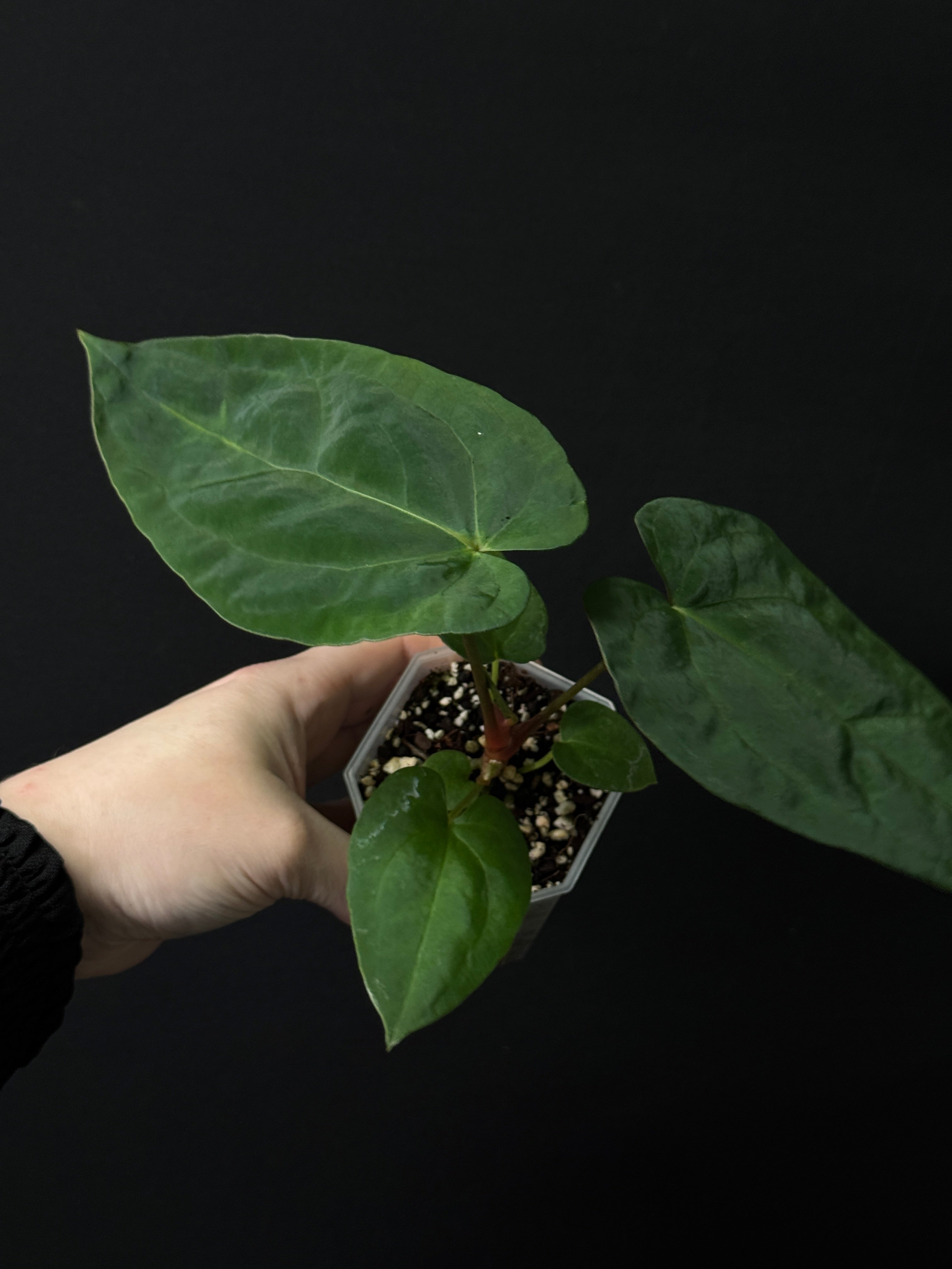 Anthurium Fort Sherman x Papillilaminum