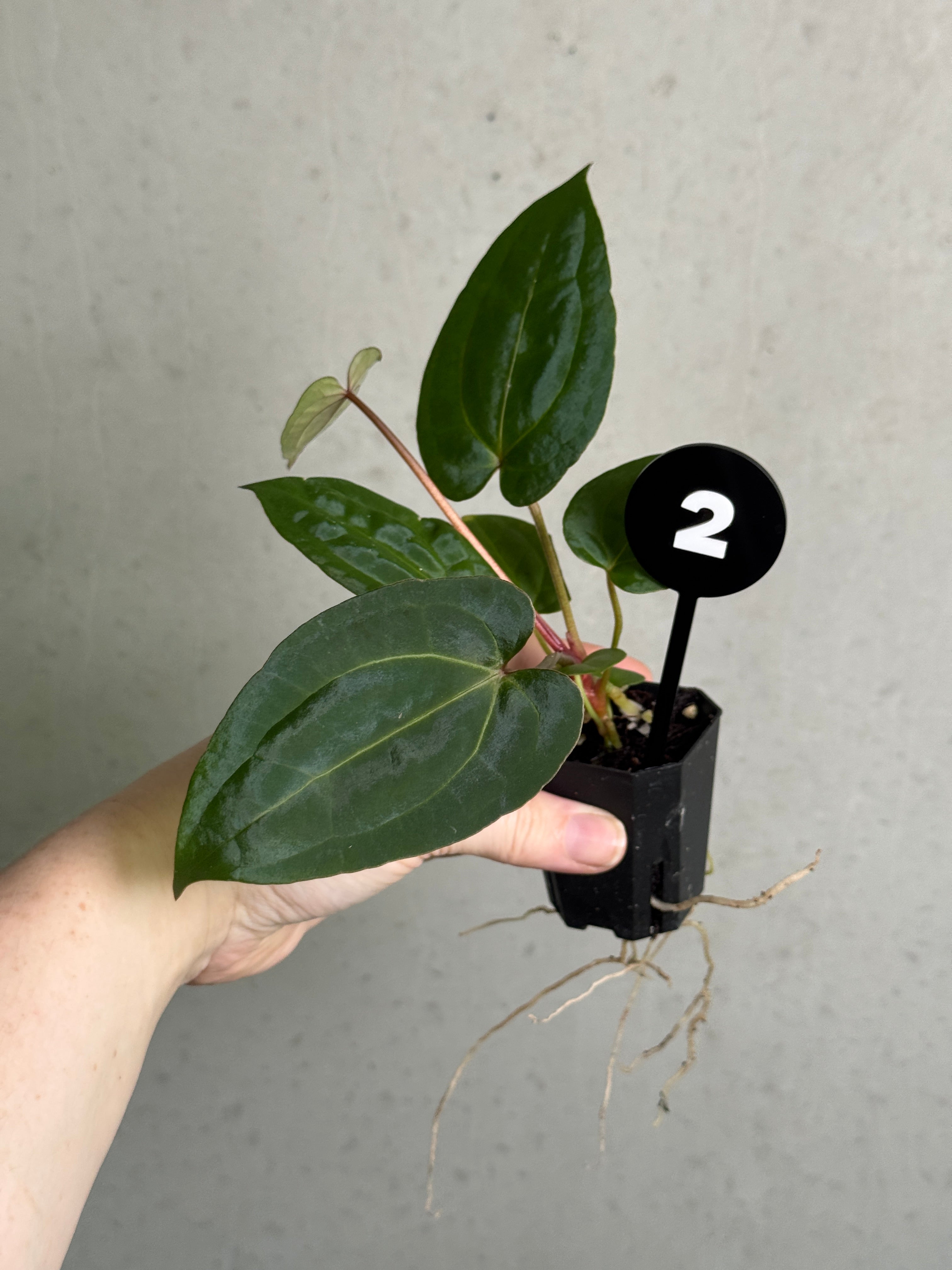 SMUKHI Anthurium Michelle plant with vibrant green leaves and striking red flowers, perfect for indoor decor.