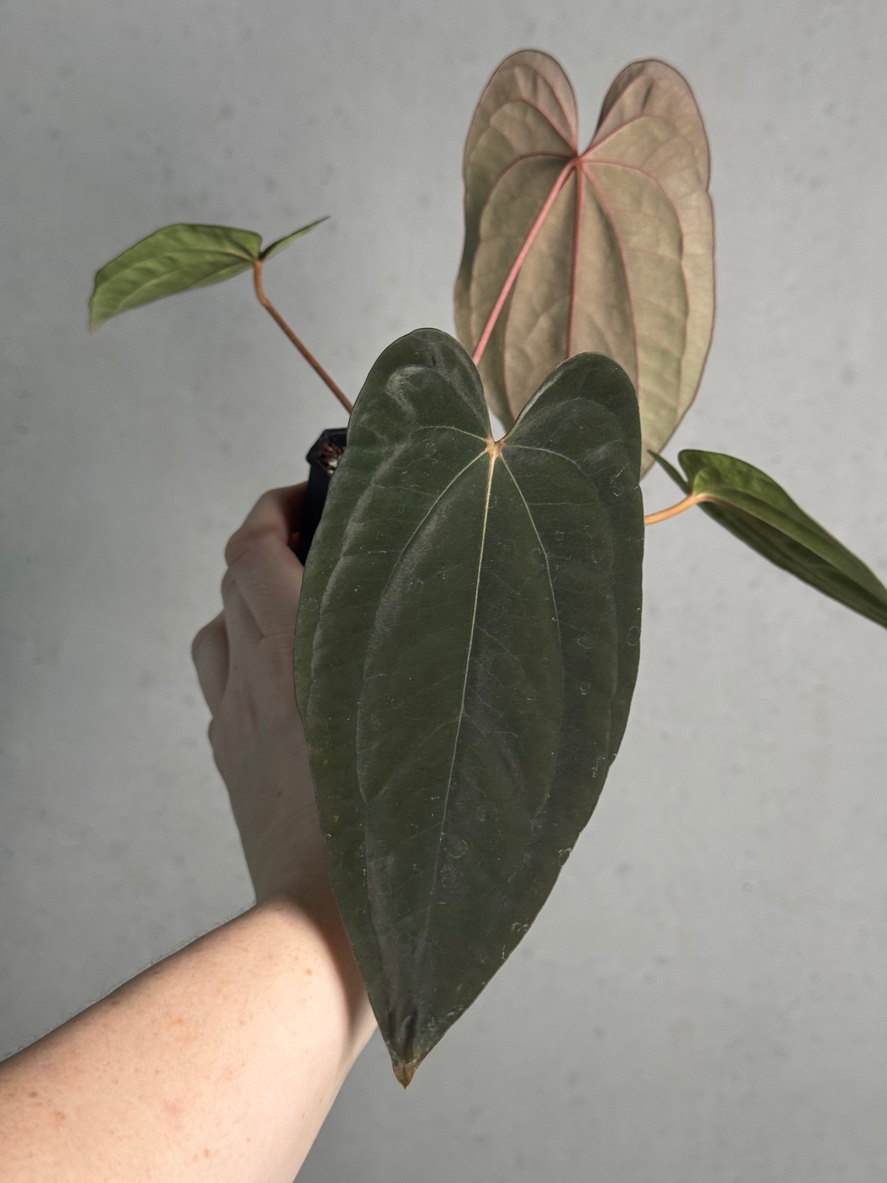 Anthurium Papillilaminum ‘WU1’ x Antolakii / BVEP 'Oliver' - Clone - SMUKHI