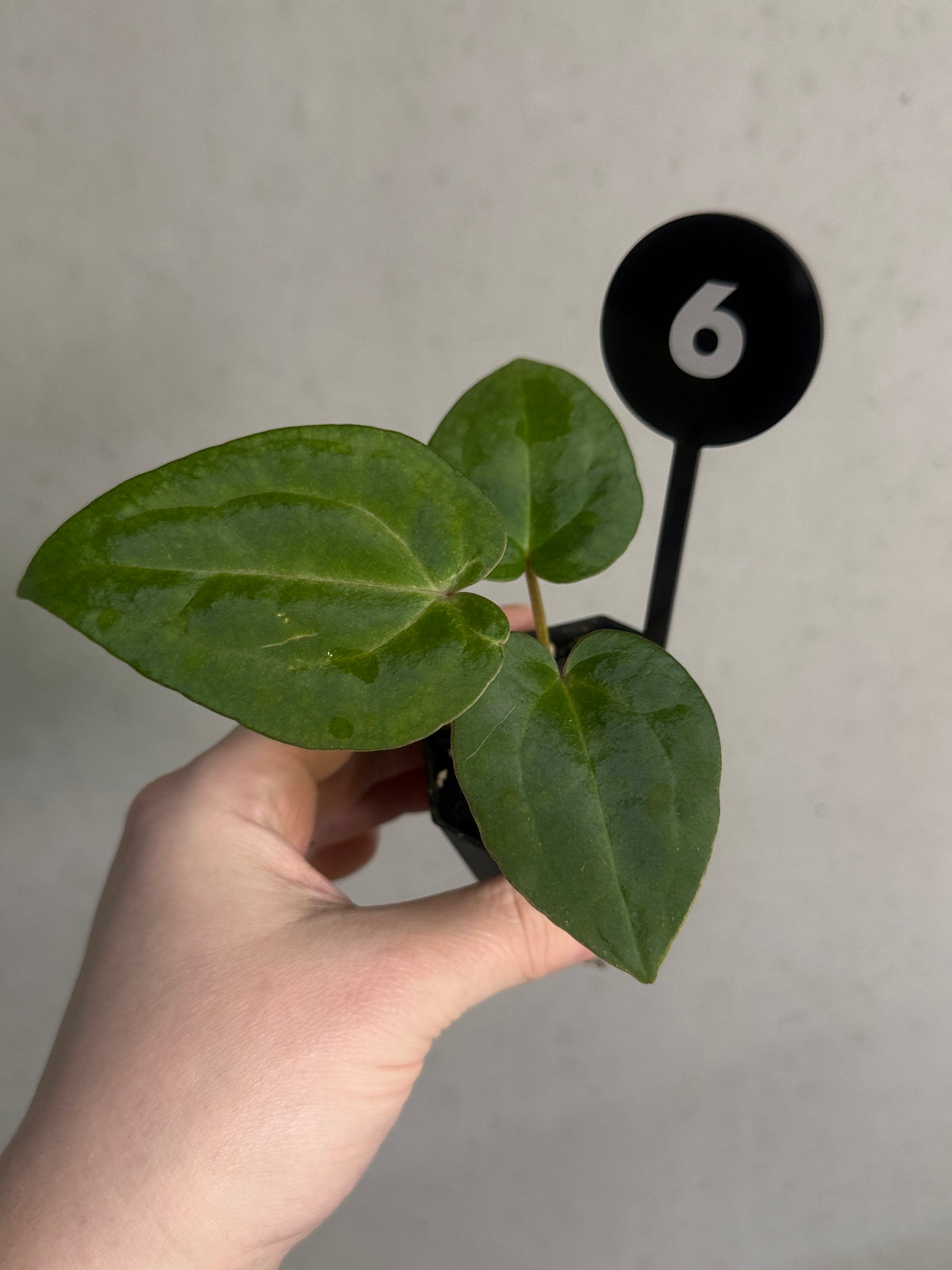 SMUKHI Anthurium plant with glossy green leaves and vibrant red spathes, showcasing a healthy, lush houseplant.