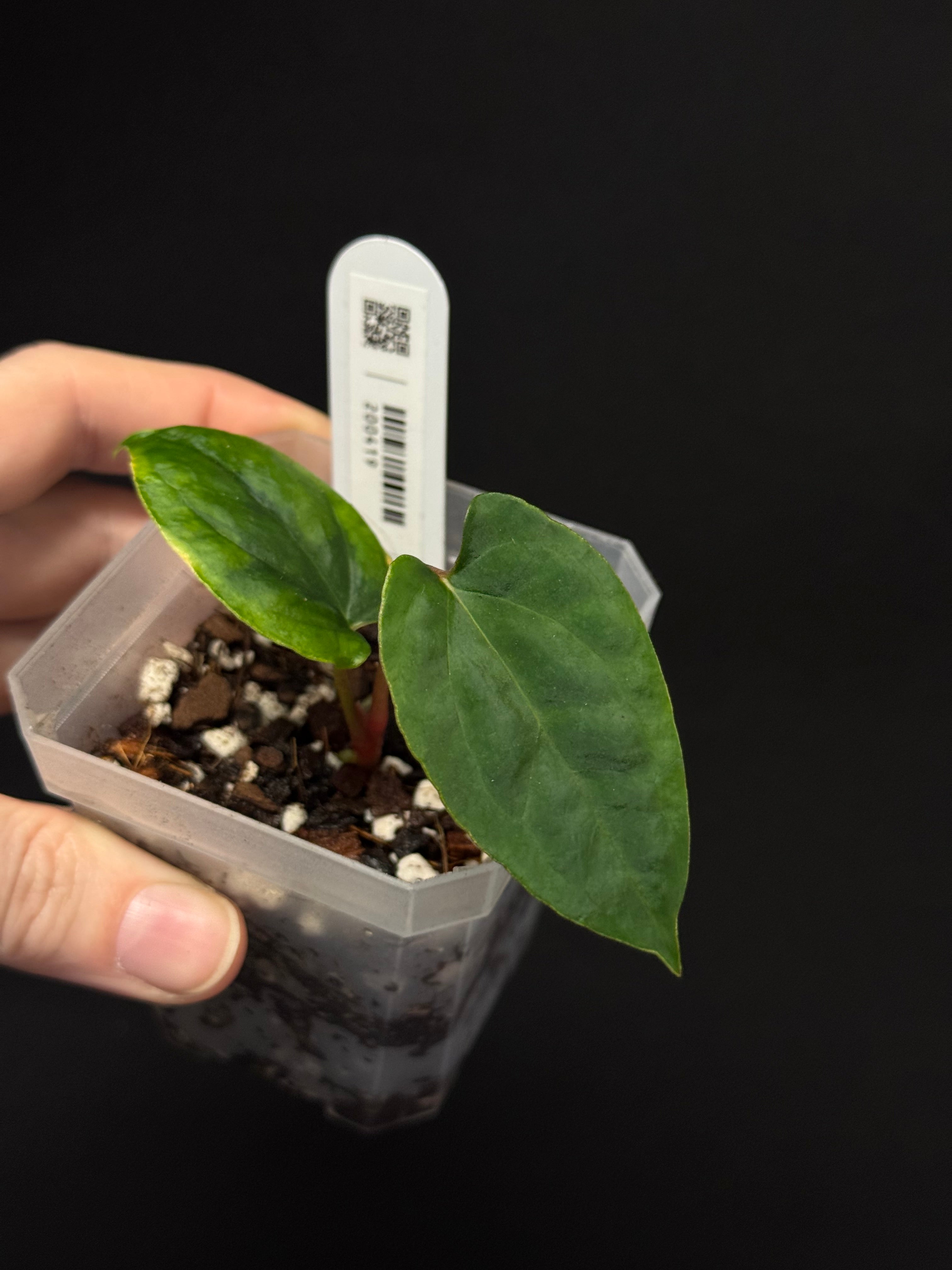 Anthurium Ralph Lynam x self