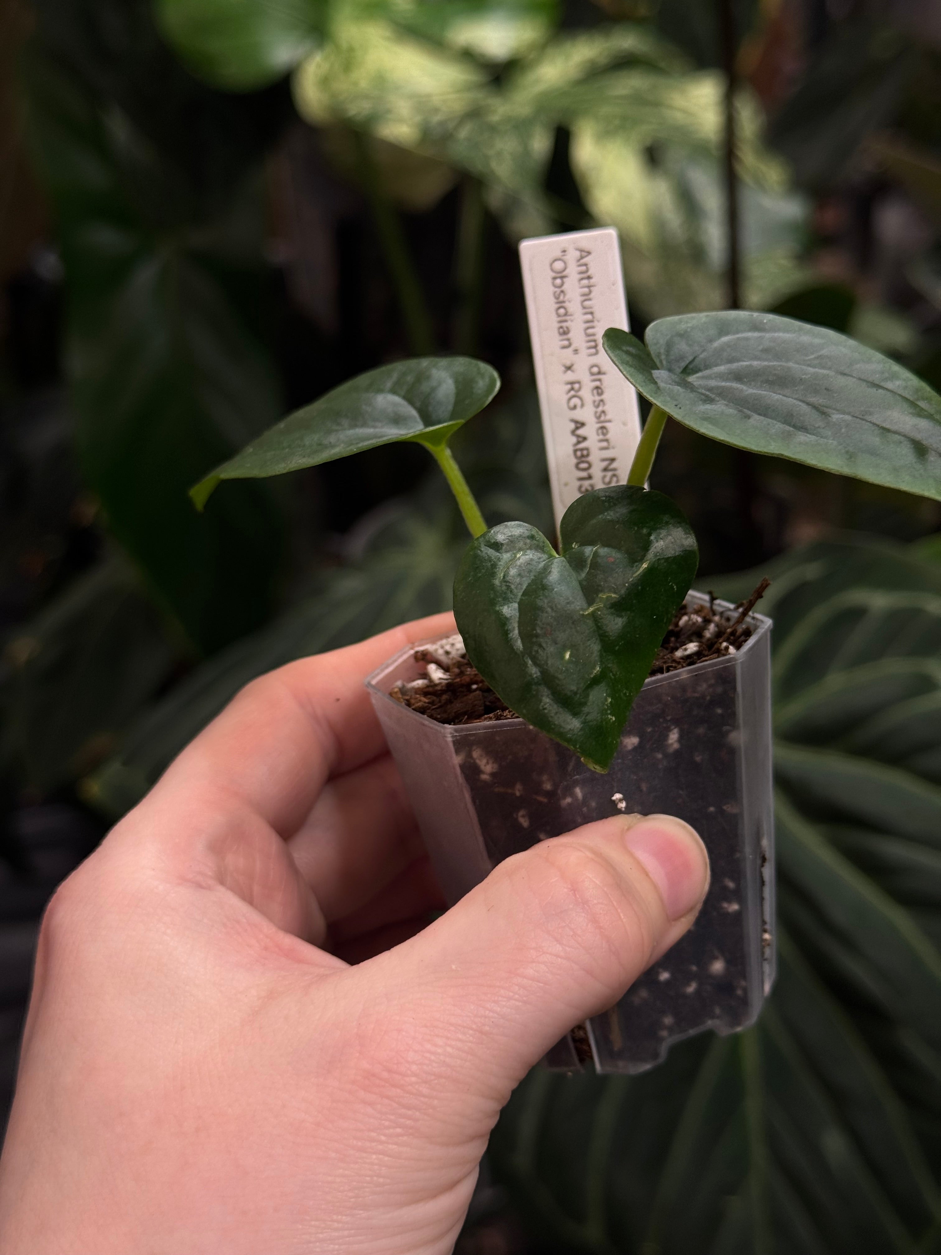 Anthurium Dressleri NSE 'Obsidian' x RG