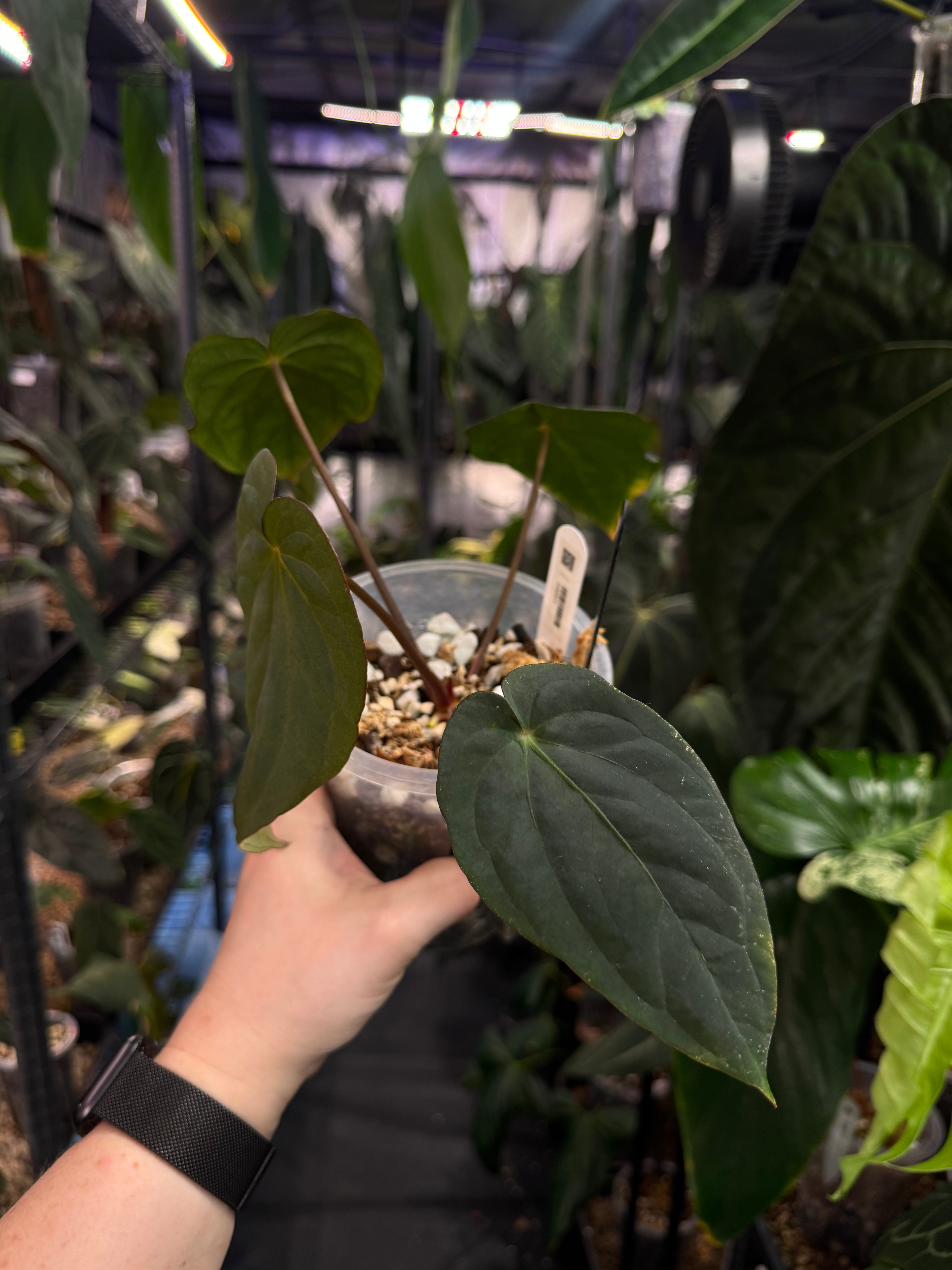 Anthurium BVEP (Round x Felix) x Felix