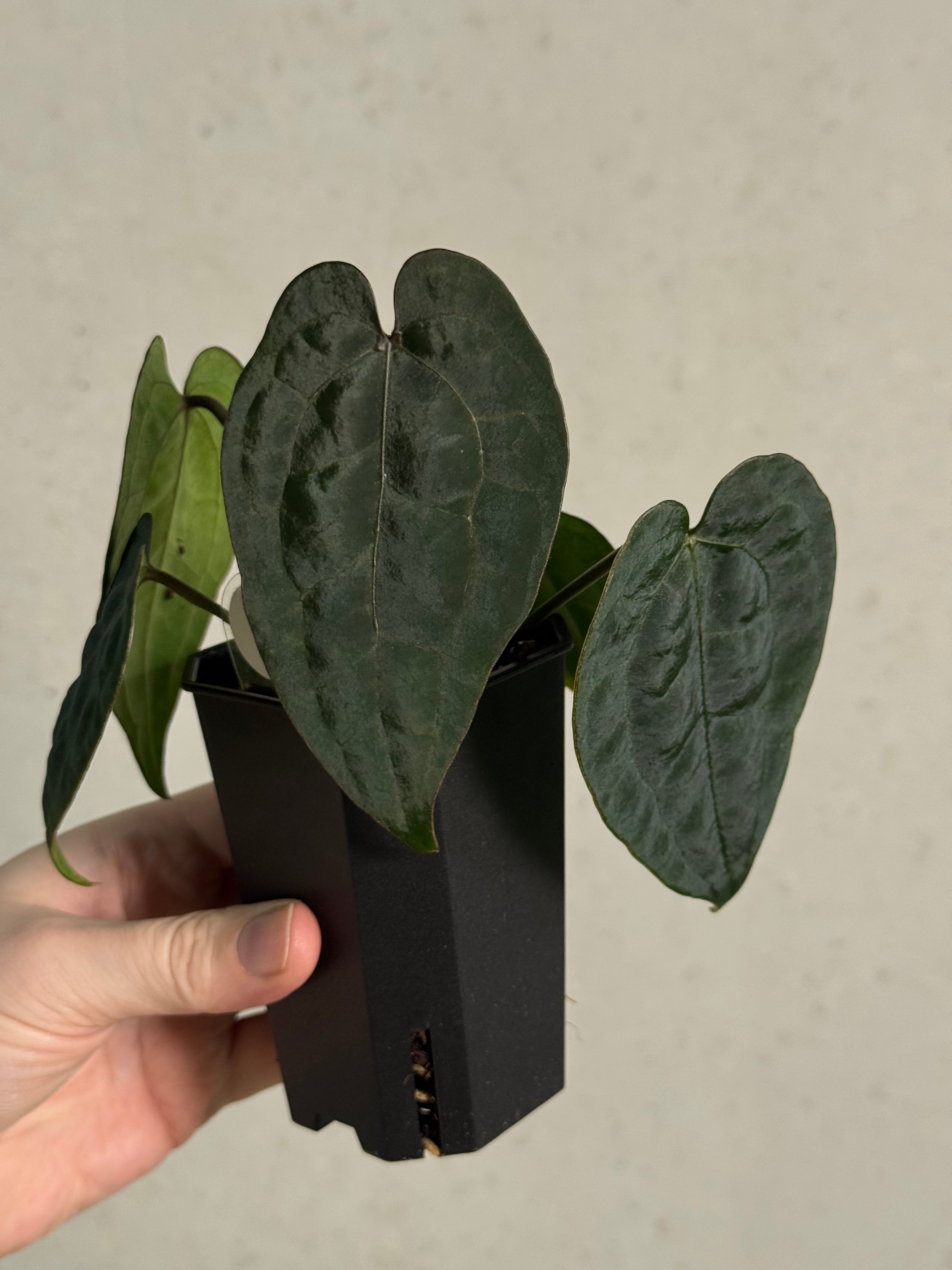 Anthurium Ace Of Spades Dark Form F1 (SKG) - SMUKHI