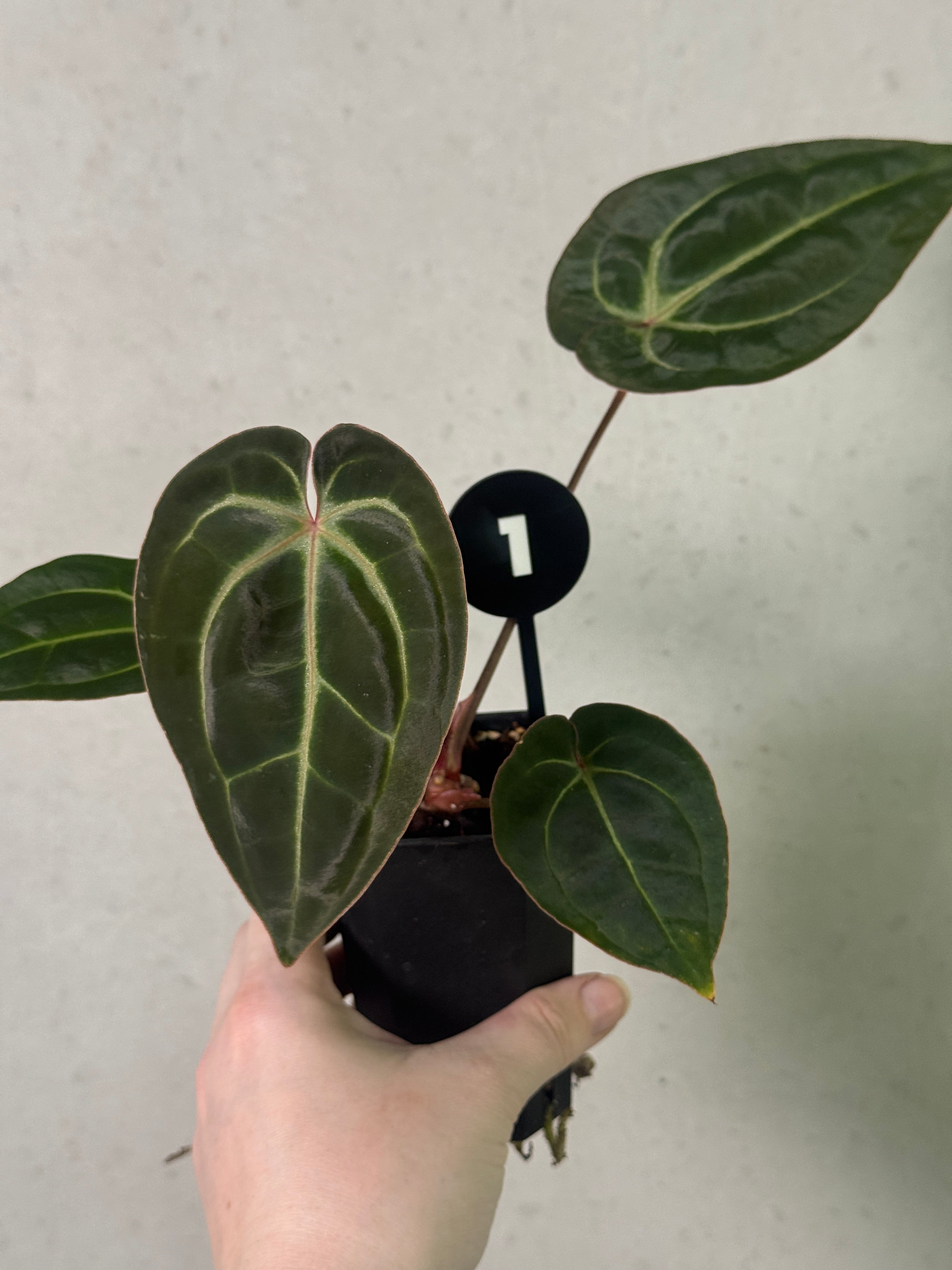Anthurium Besseae aff