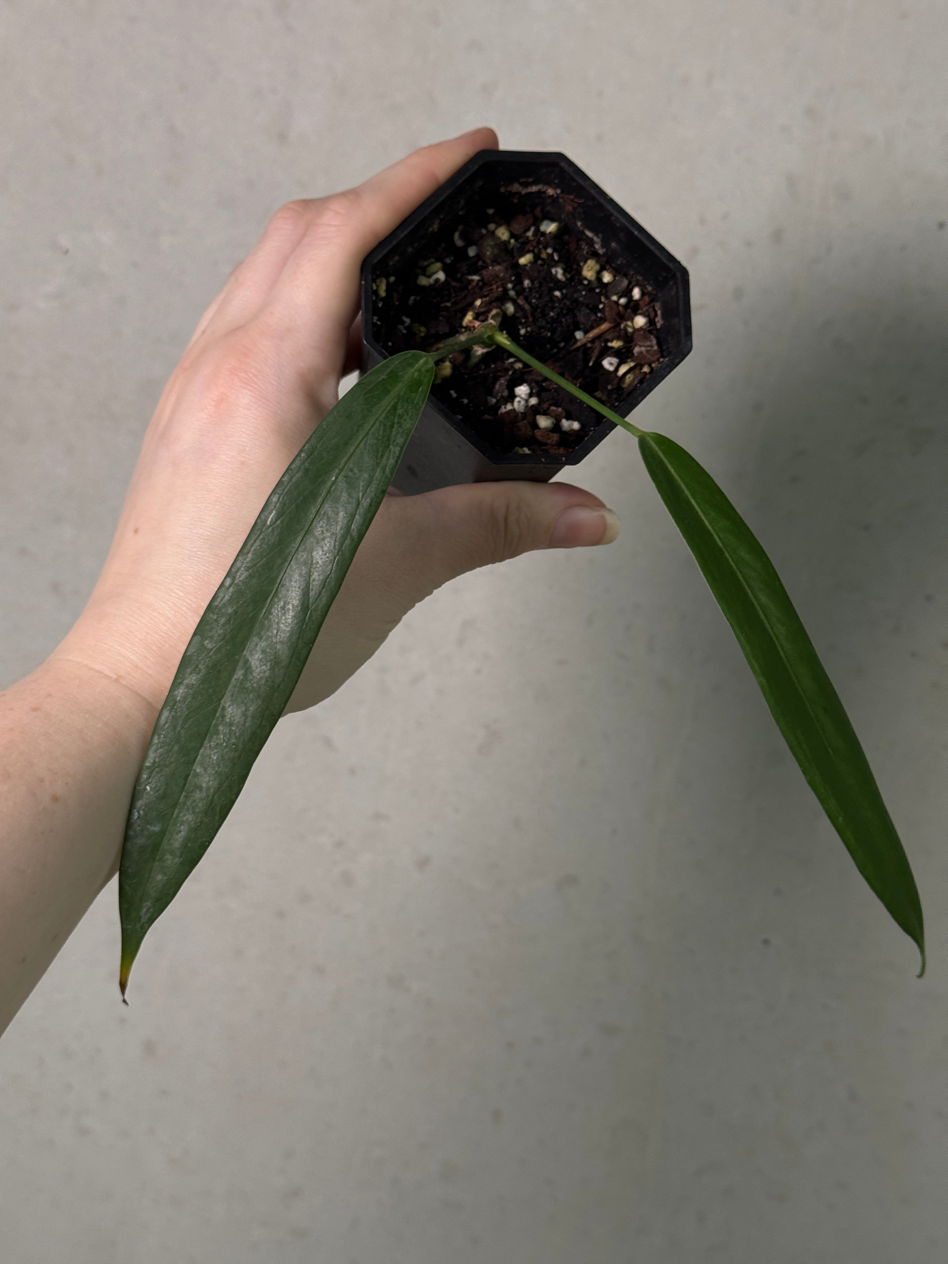 Anthurium Eminens S1