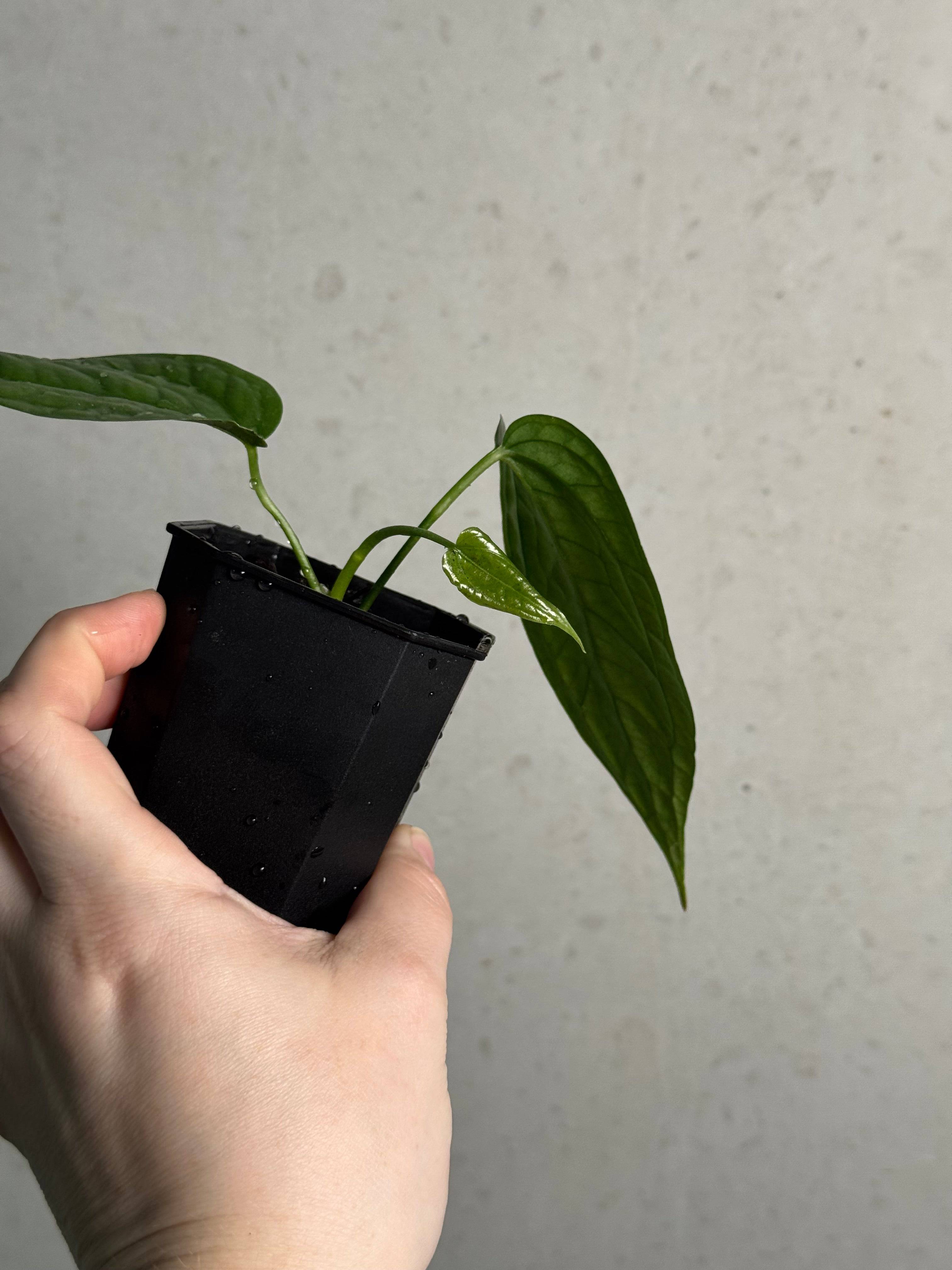 Anthurium sp. Limon - SMUKHI