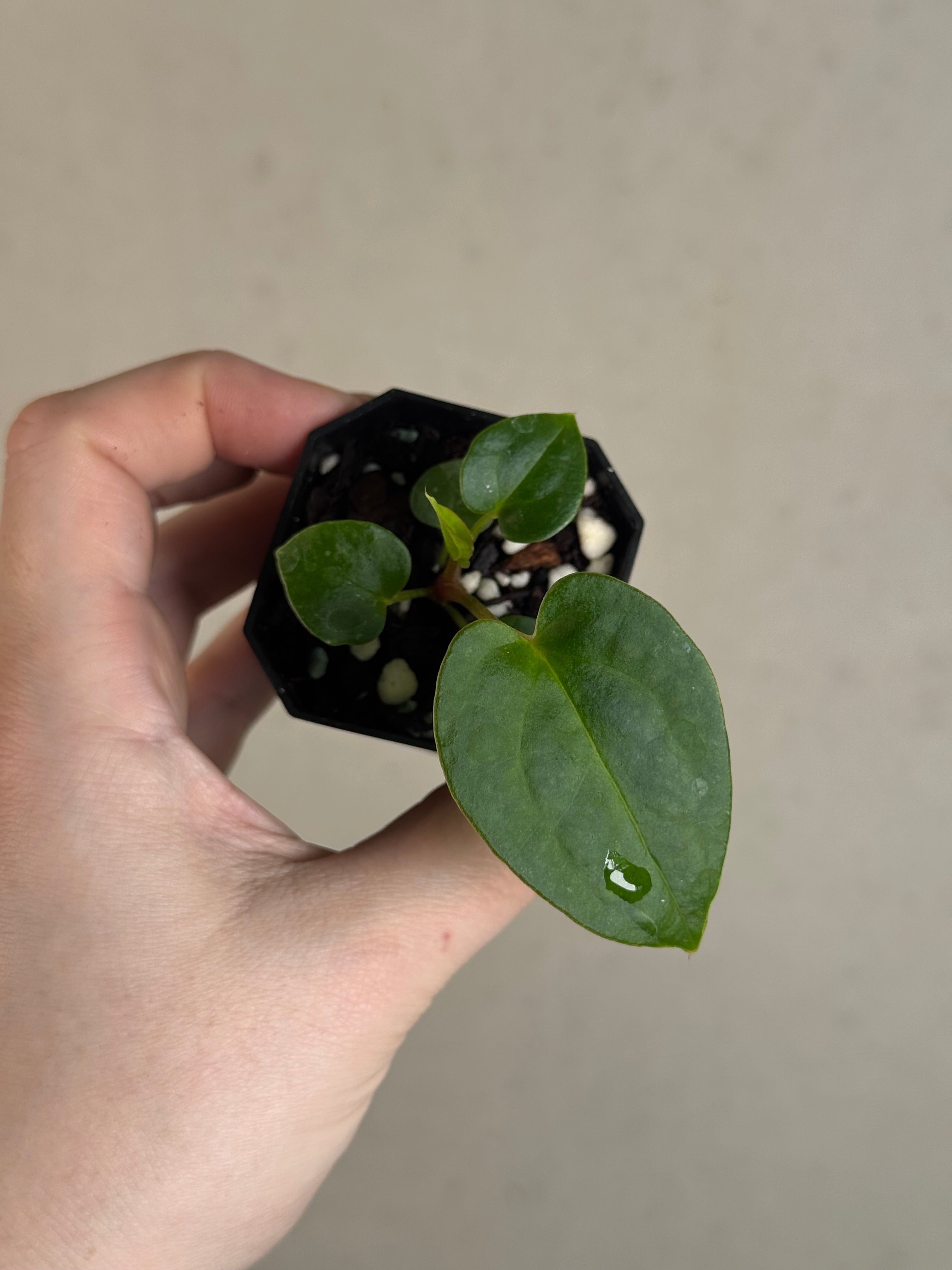 Anthurium Fort Sherman S1 x open