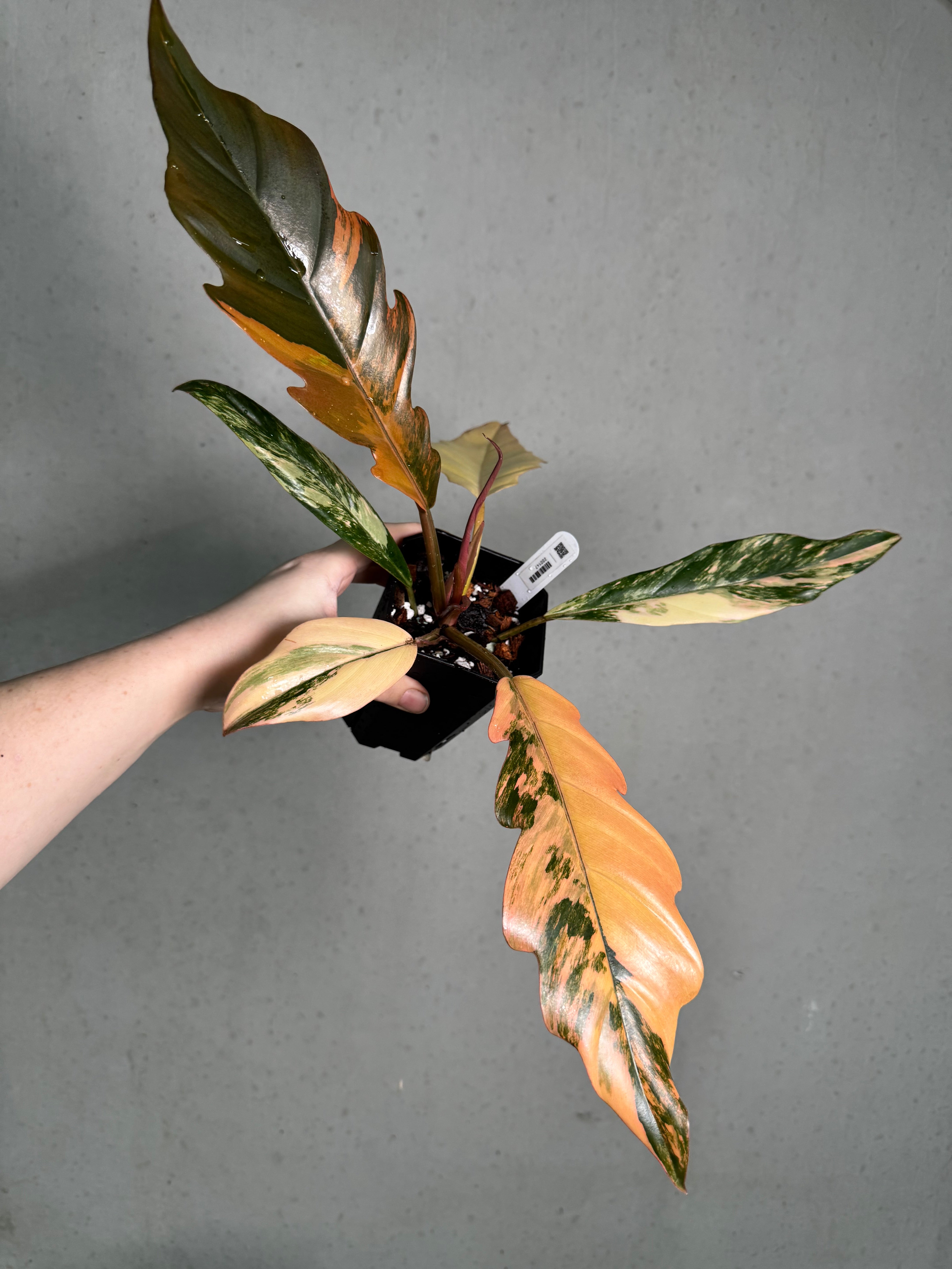 Philodendron Caramel Marble - SMUKHI