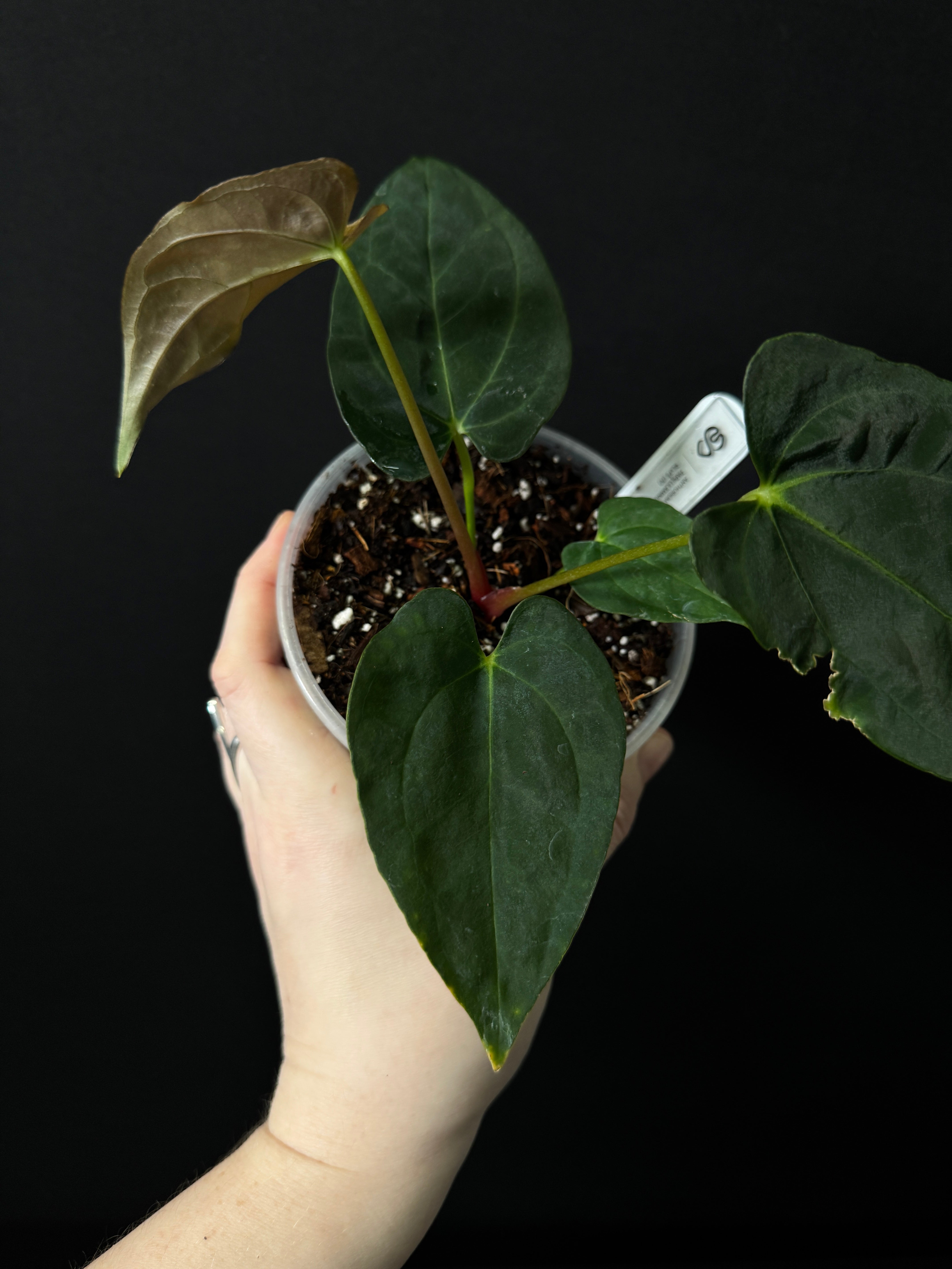 Anthurium (Carlablackiae x Papillilaminum F2 'Noire') x RLxFS