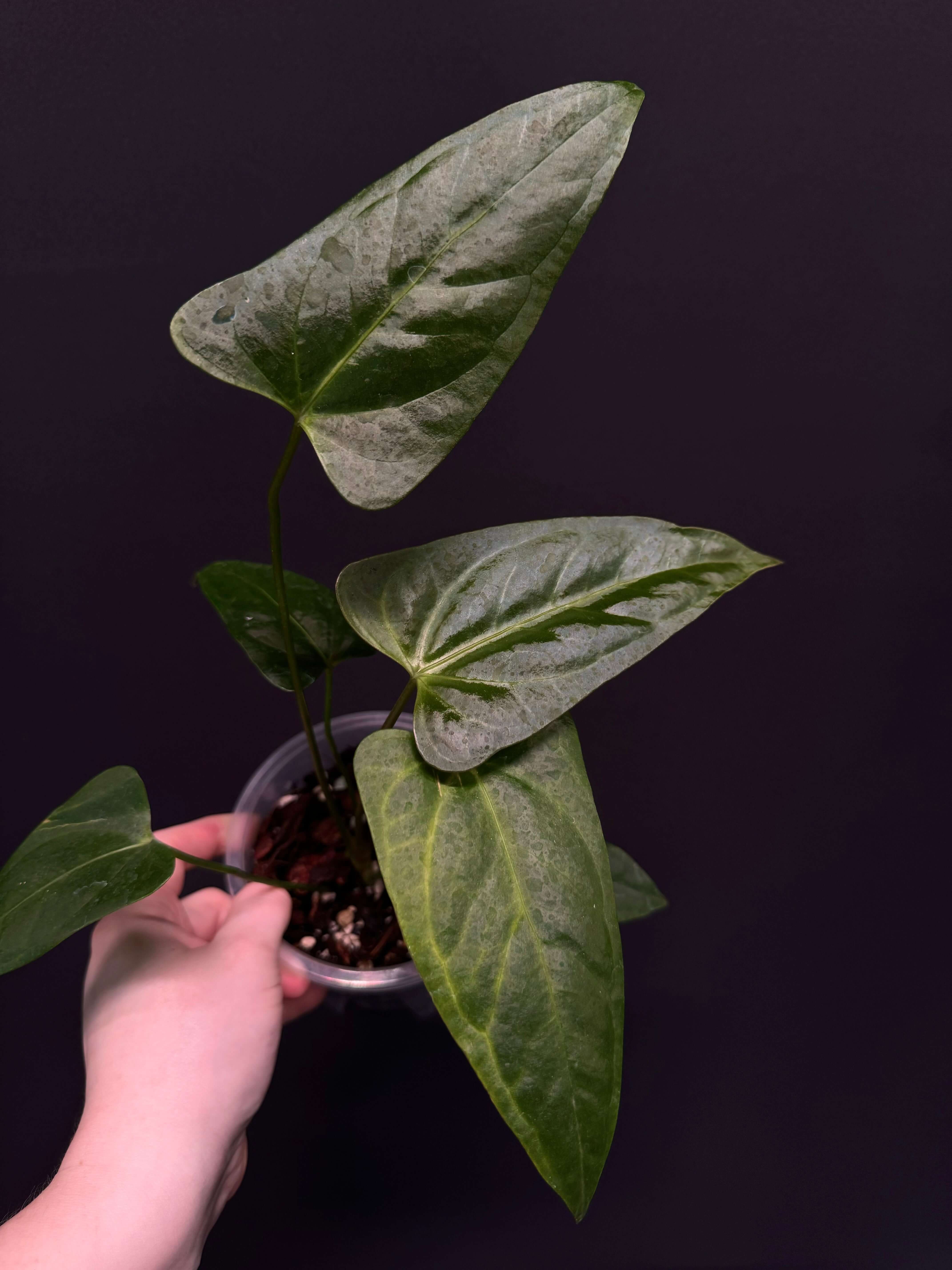 Anthurium Papillilaminum hybrid 'Corduroy' x Velvet Moira