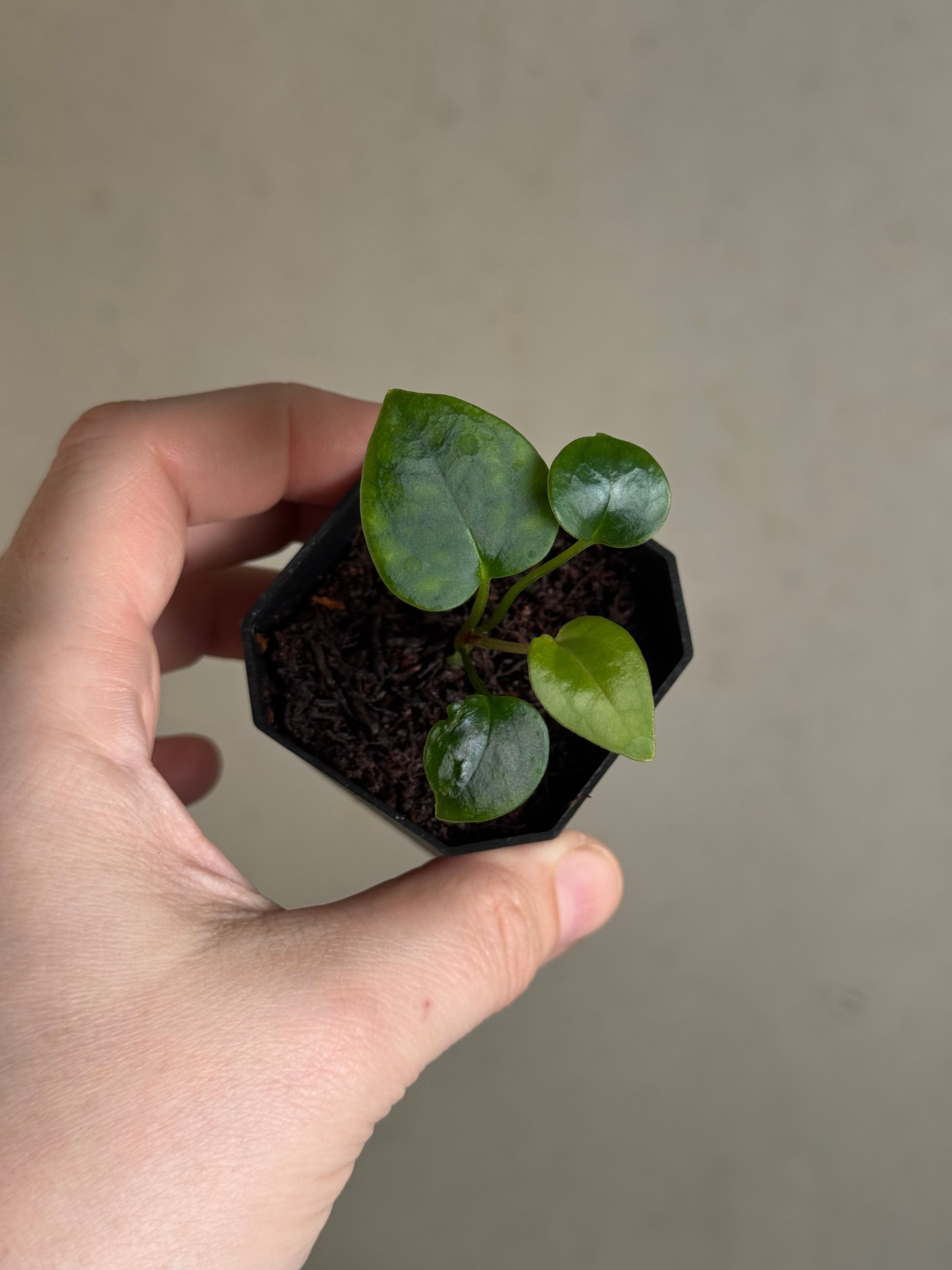 Anthurium Tim Anderson ‘Stripey’ x Portillae ‘Dorito’ - Pre-order