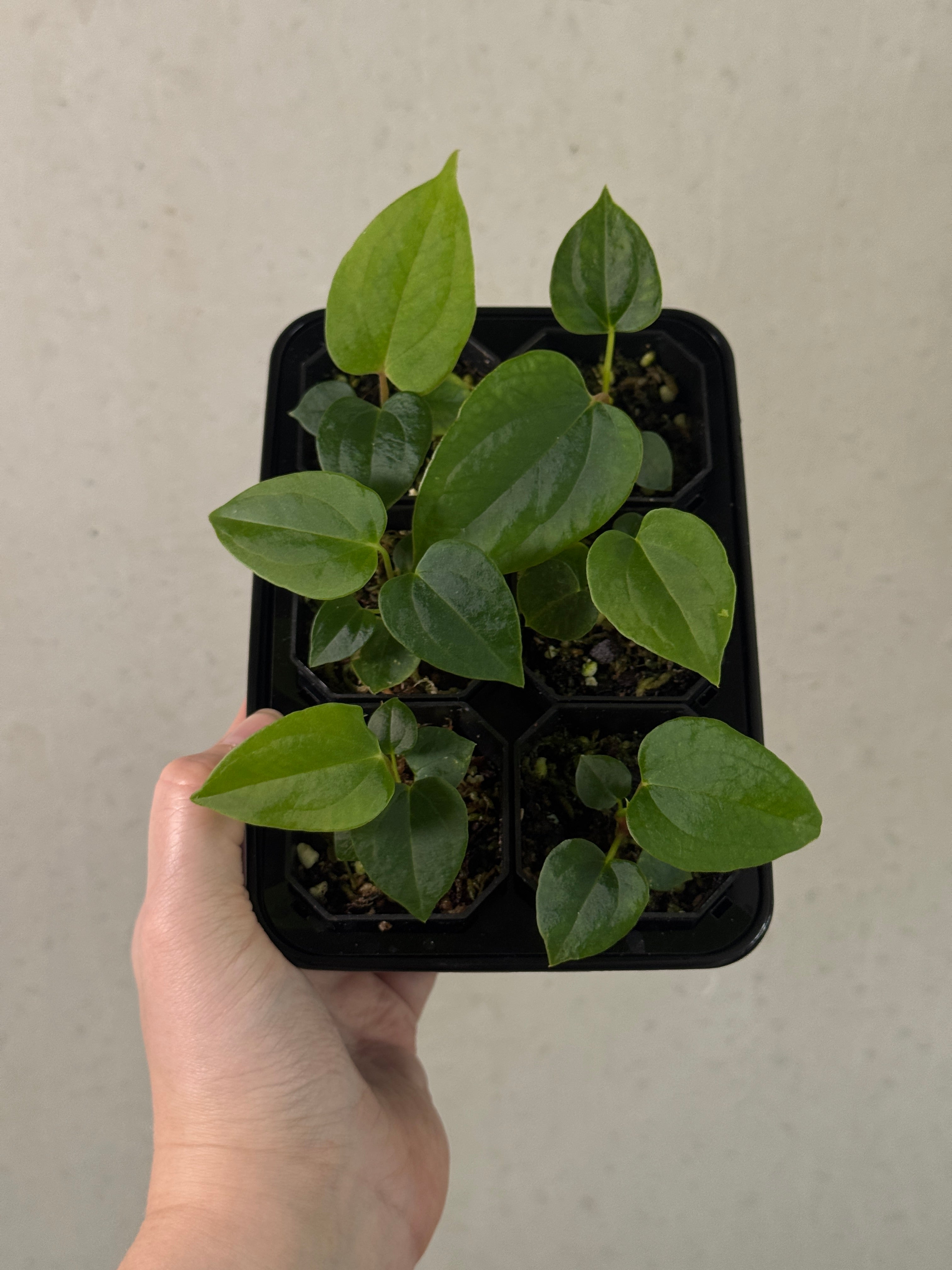 Variegated Stingray Anthurium ‘Eyewall’ x RLxFS plant with striking variegated leaves and vibrant foliage.