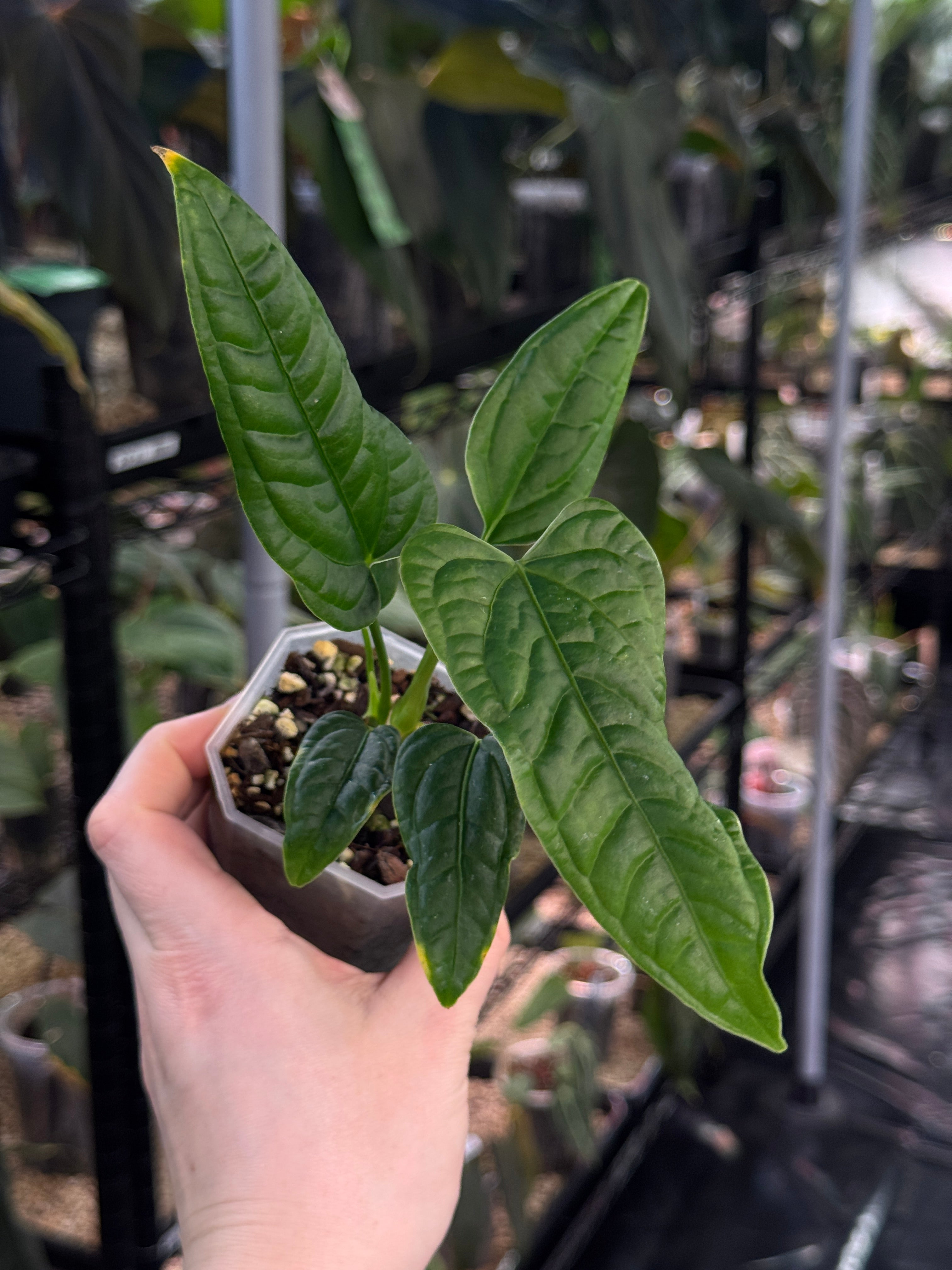 Anthurium Lapoanum S1