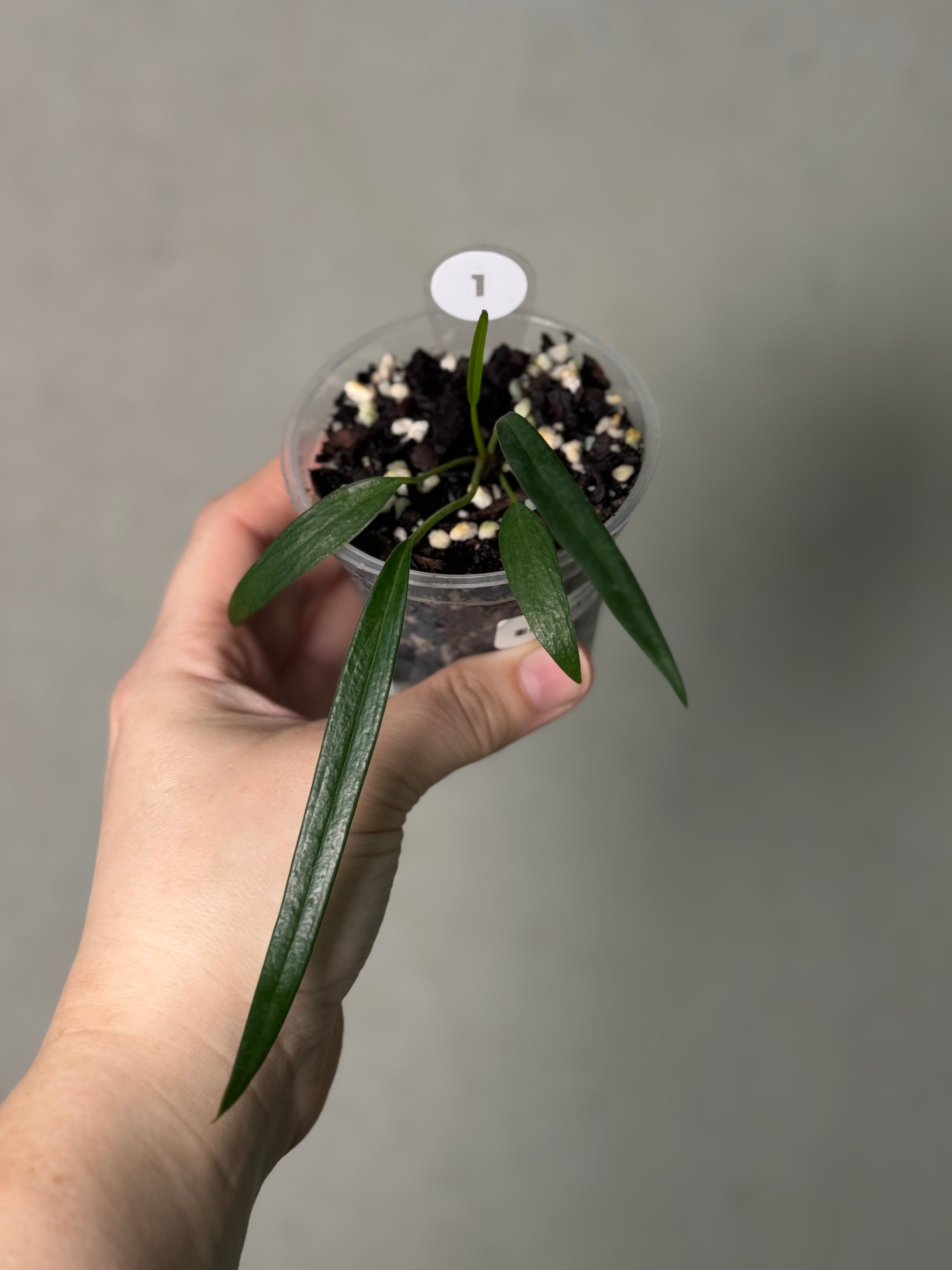 Anthurium Friedrichsthalii S1