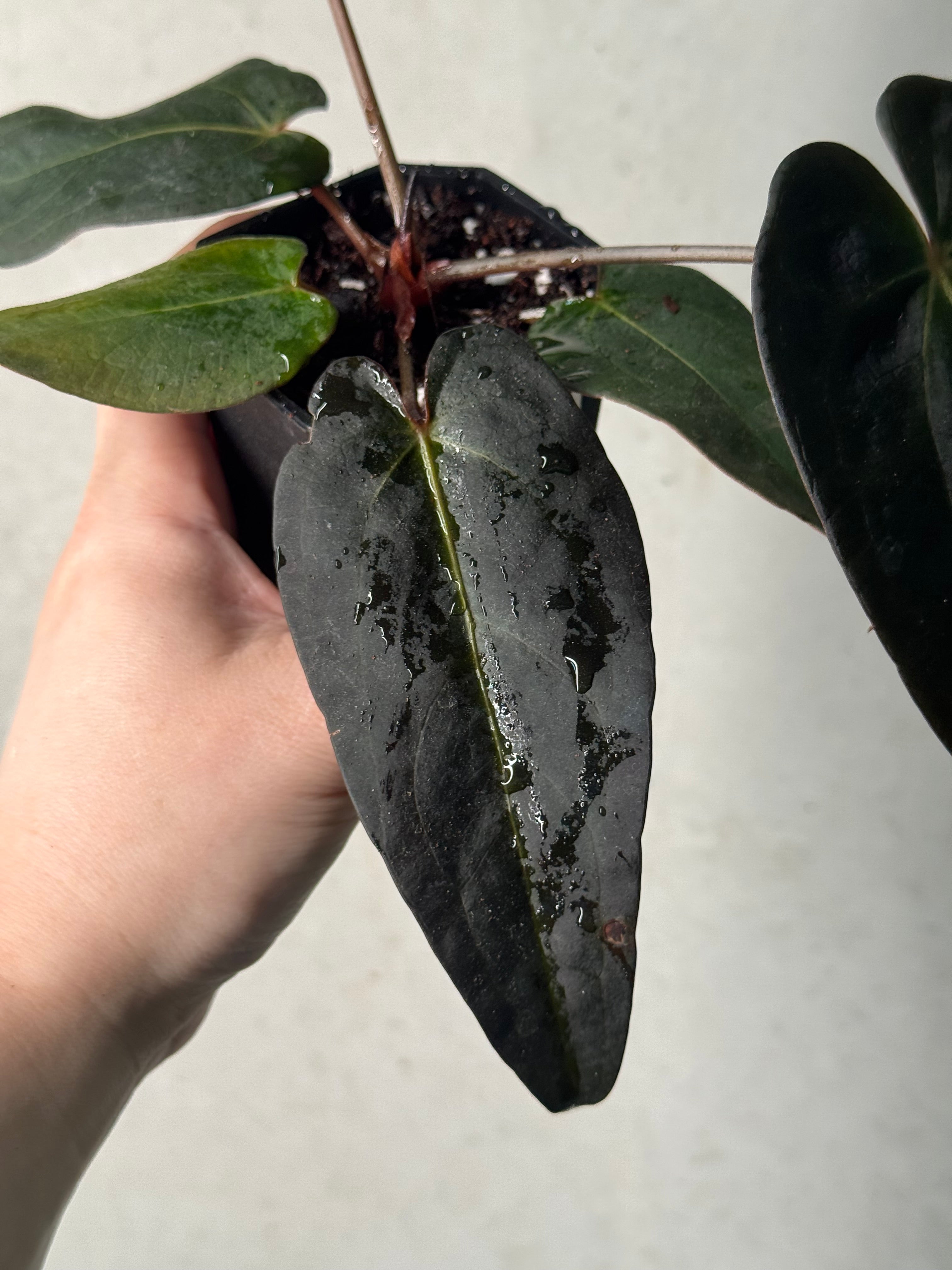 Anthurium DocBlock Dark & Handsome '9' x Red Velvet Cake '24'