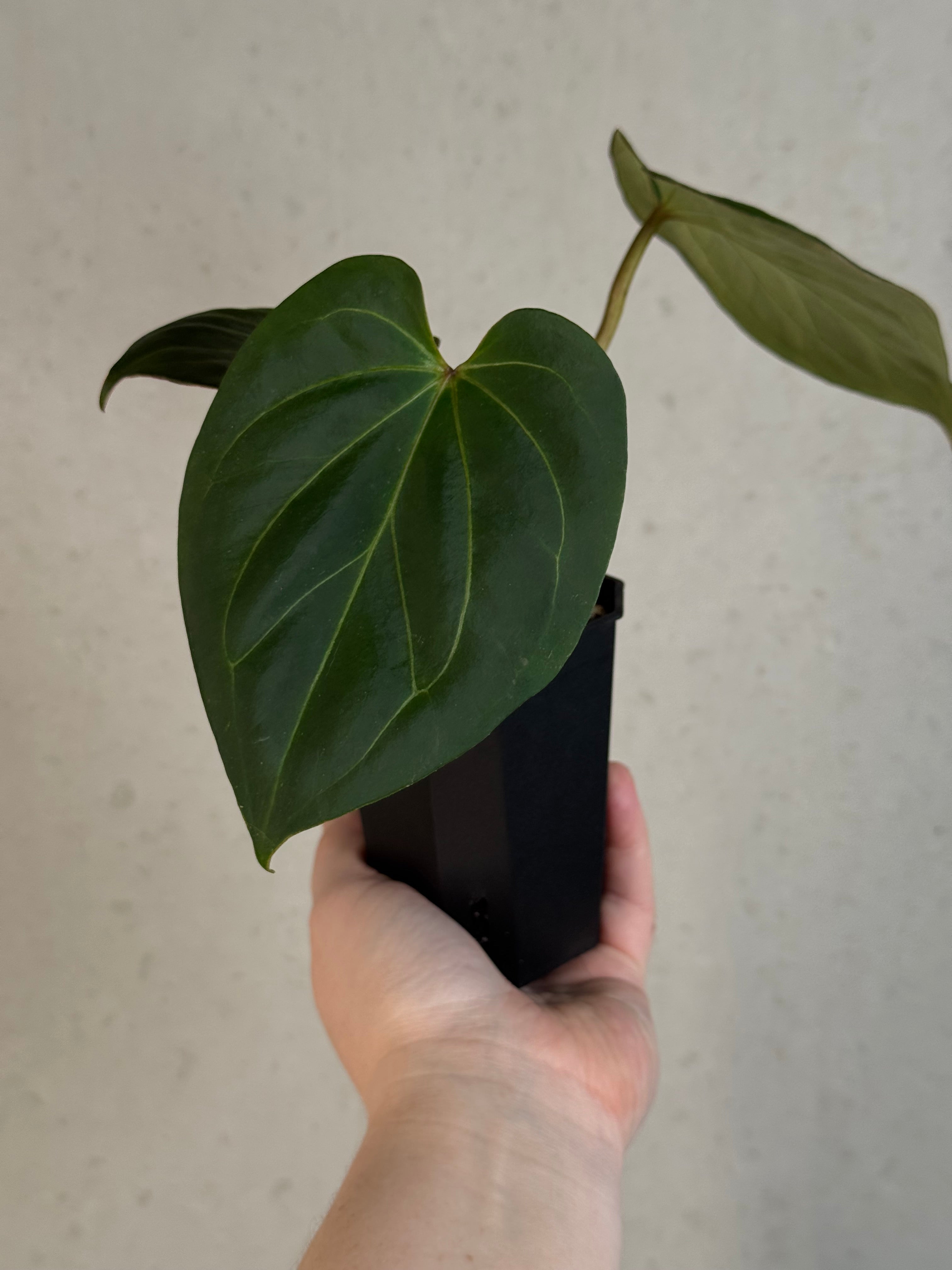 【安心のUJ株】アンスリウム　king of spades（HU） 安心のUJ株】アンスリウム king of spades（HU）