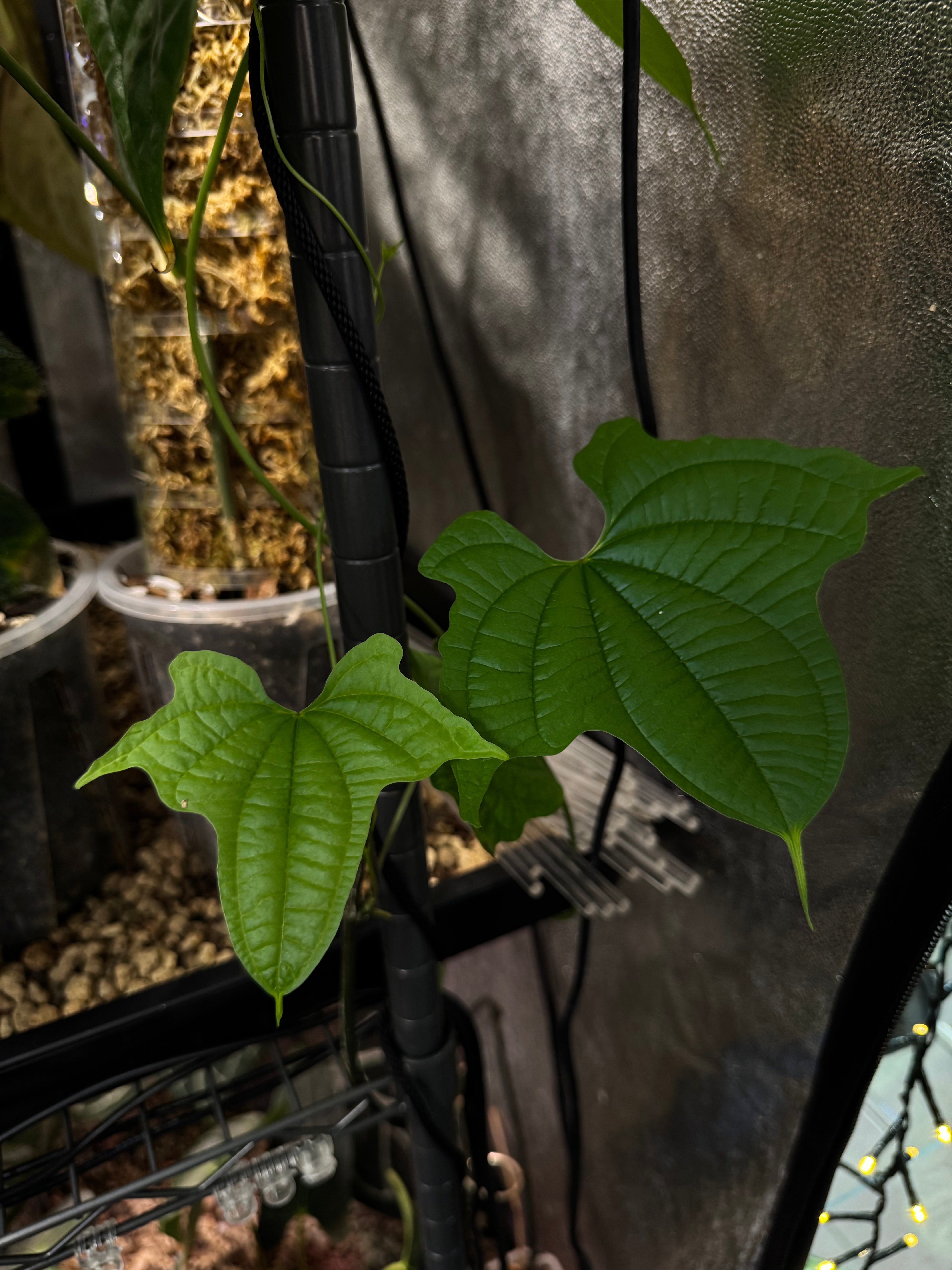 Dioscorea Sansibarensis - Bulb