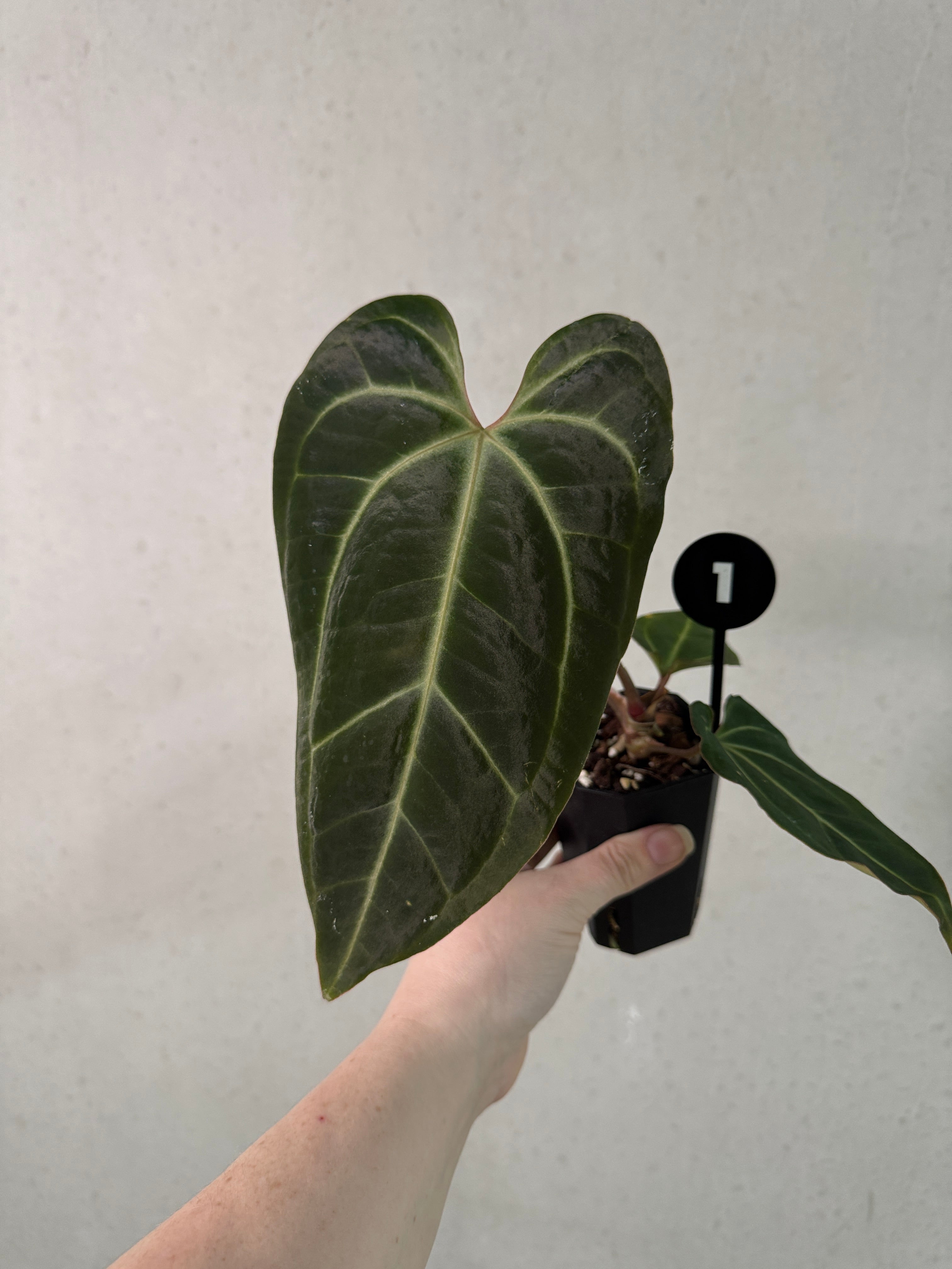 Anthurium Besseae aff