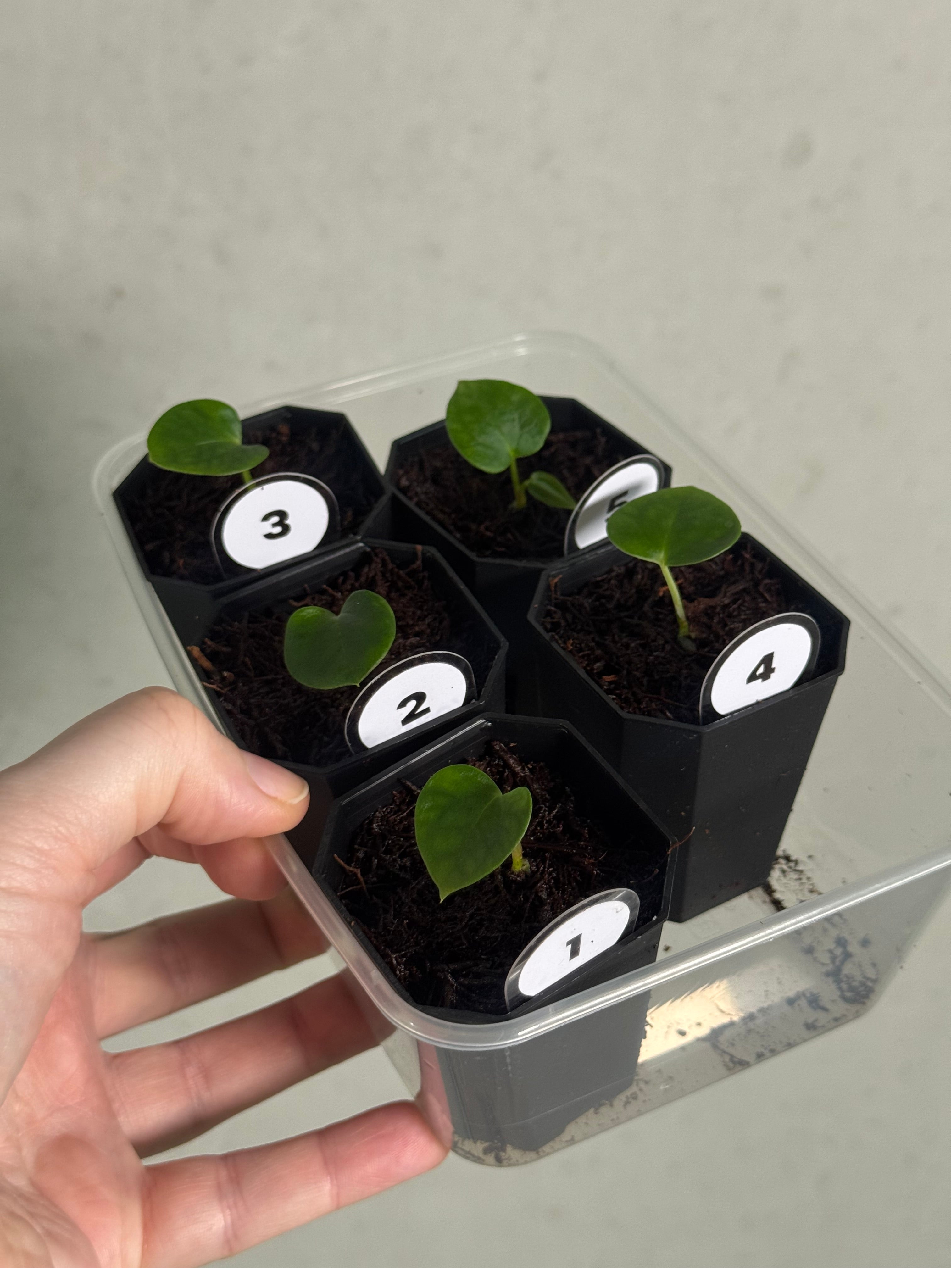 Anthurium Papillilaminum Ree Gardens x BVEP (‘Round’ x RA1) - SMUKHI