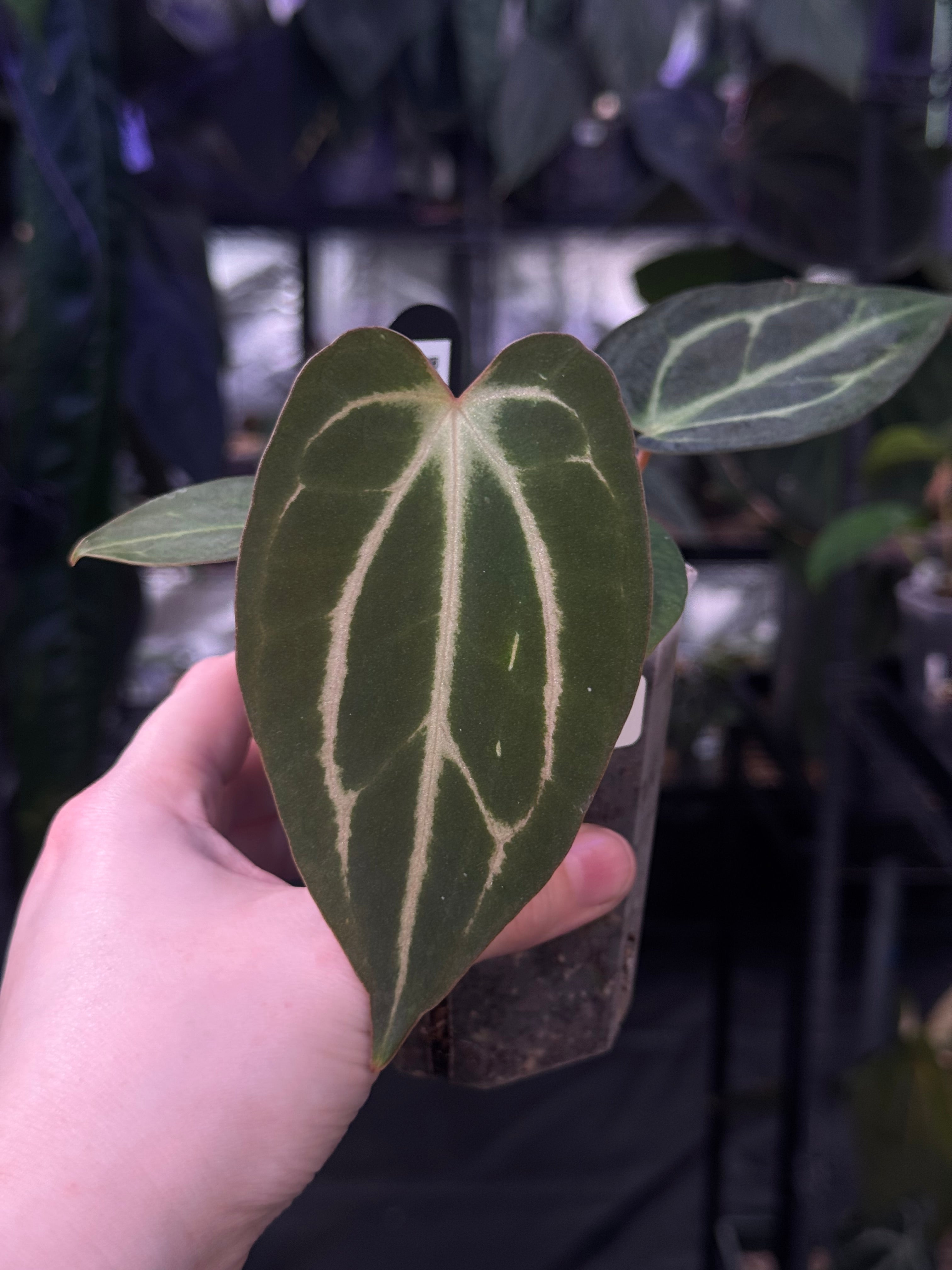 NFS: Anthurium Carlablackiae 'Peter Parker’ (RA5 x RA10) S1