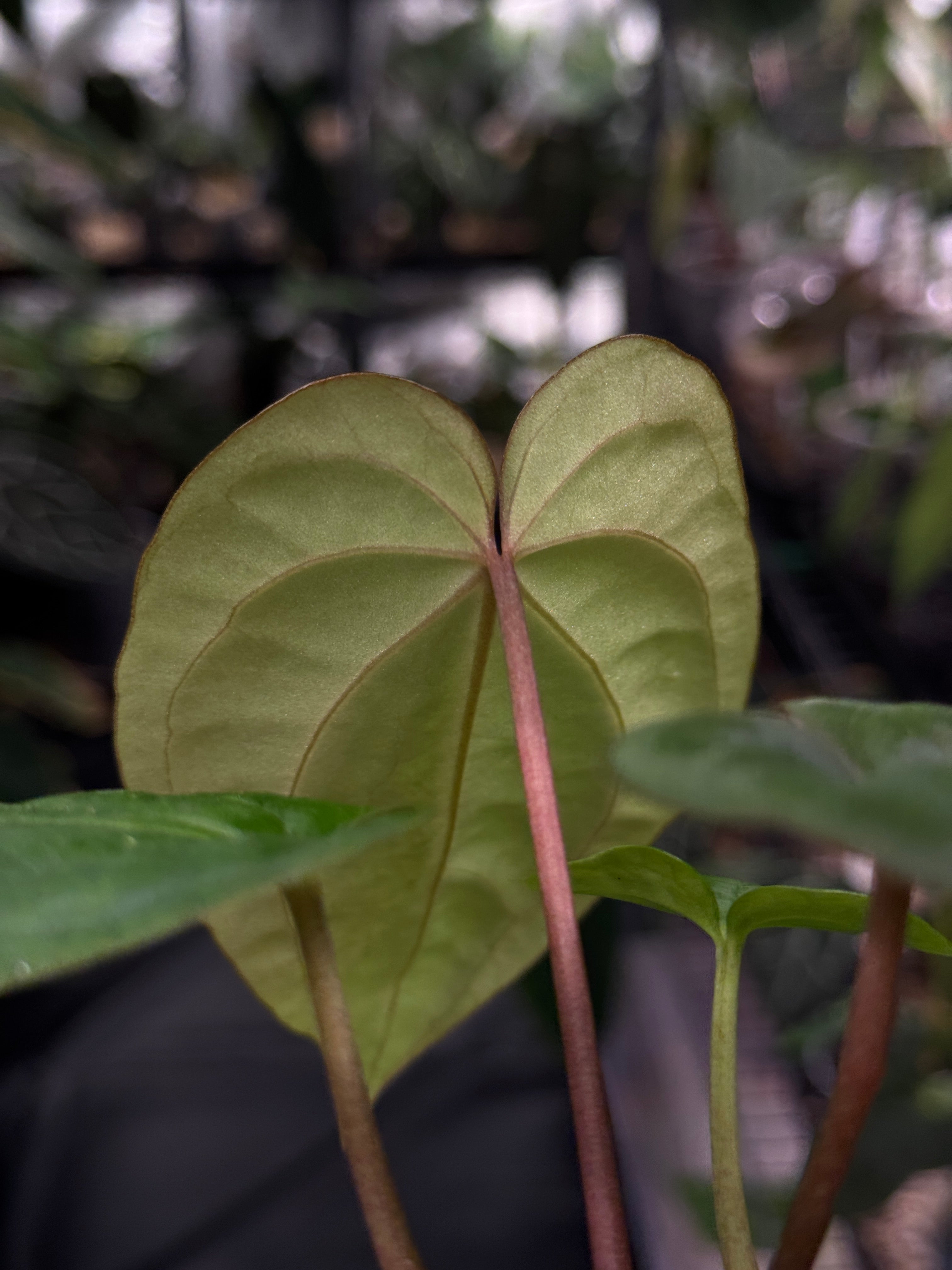 Anthurium Antolakii / BVEP RF1 x 'Dark Star'