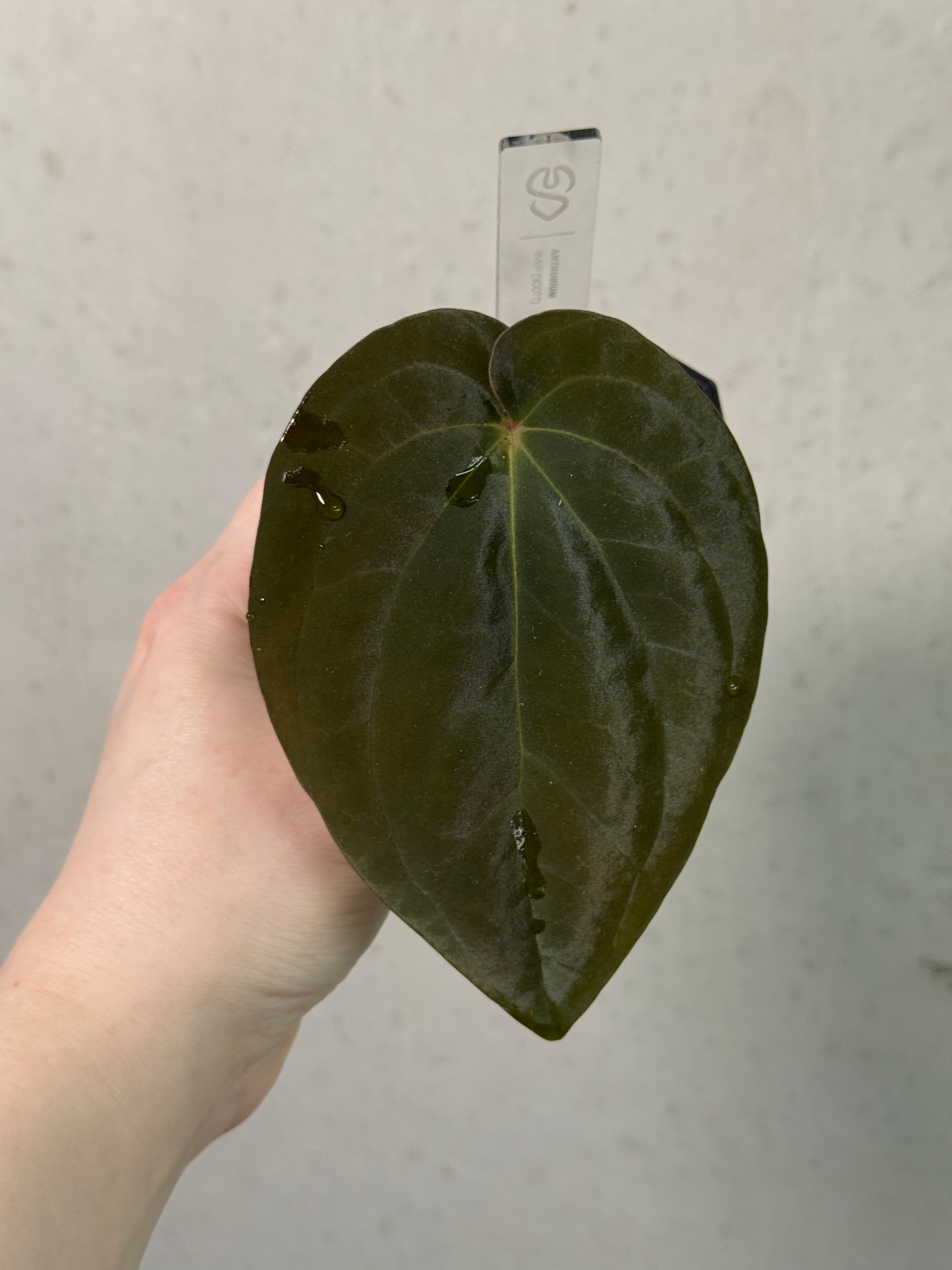 Anthurium BVEP Scott