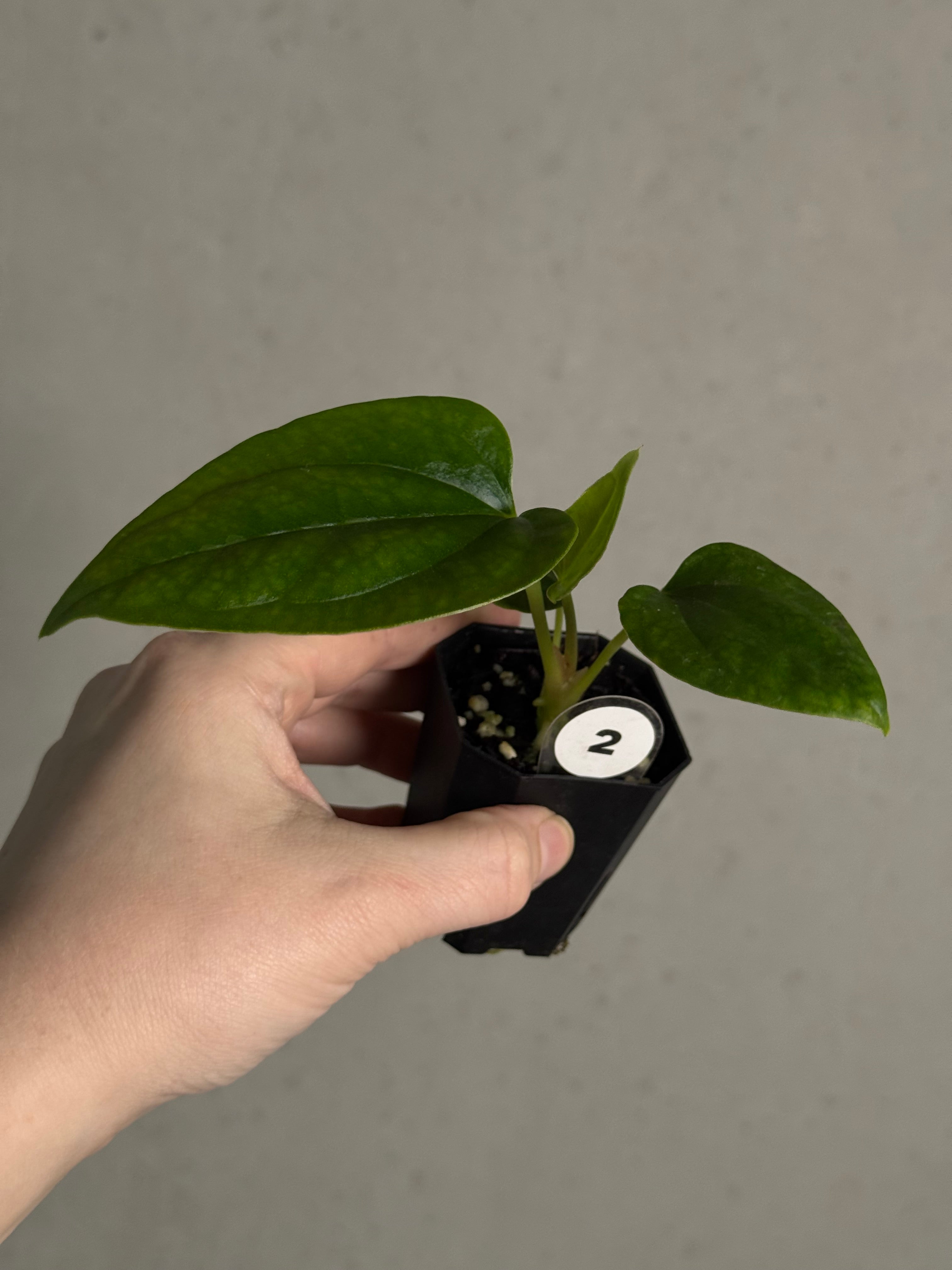 Anthurium Mr. Worldwide x Debile - SMUKHI