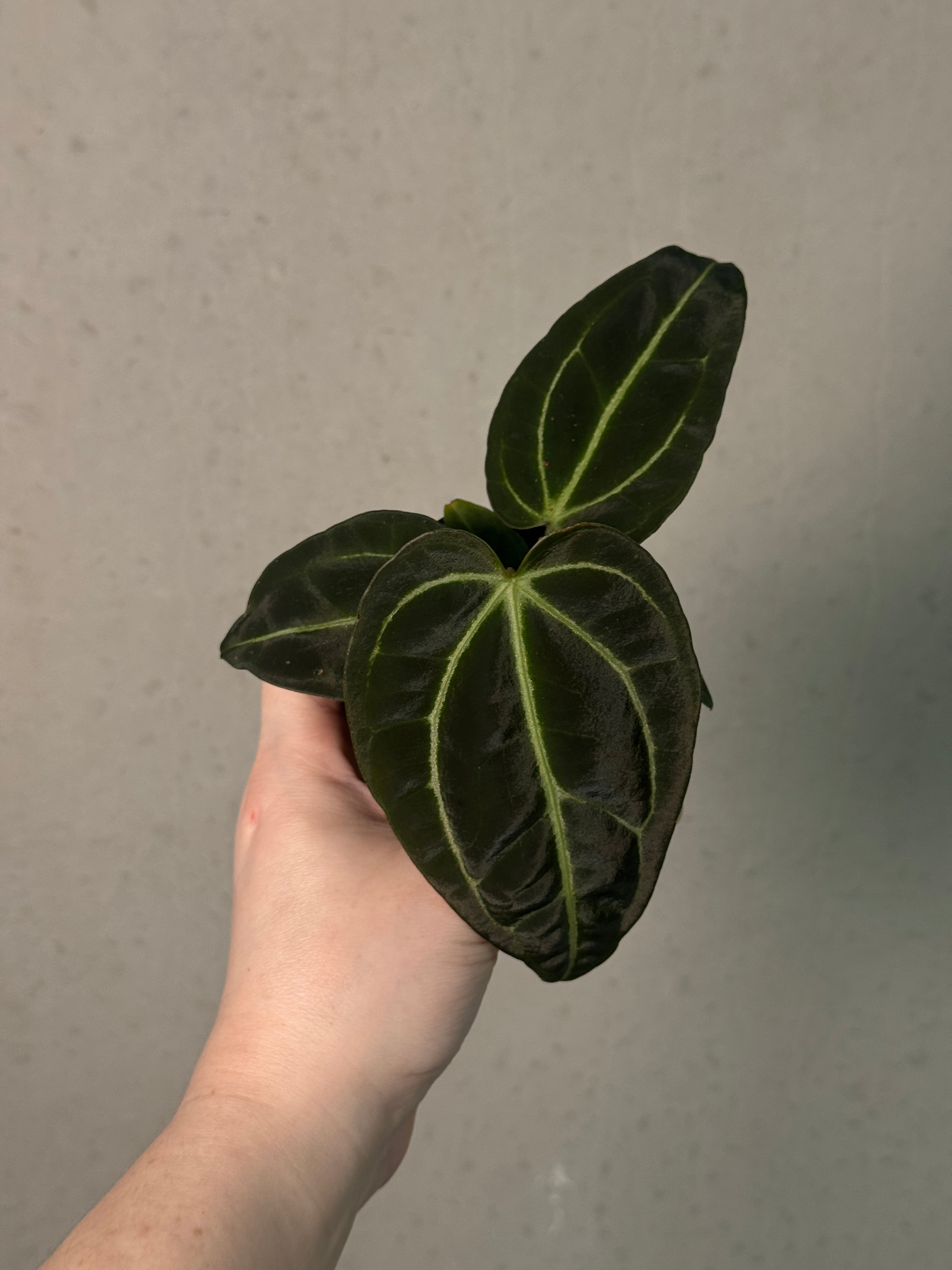Anthurium Regale