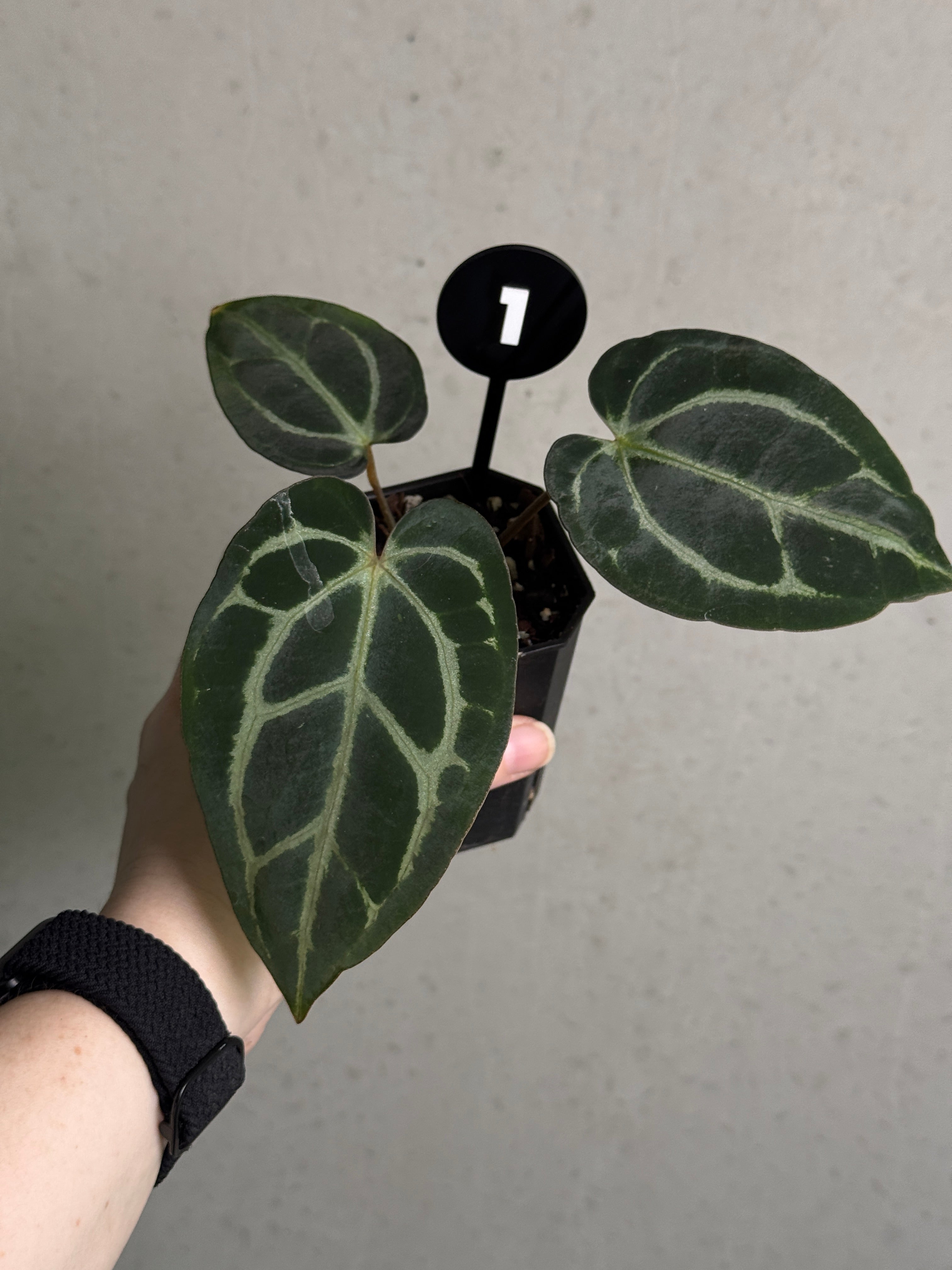 Crystallinaminum Anthurium Carlablackiae ex WU x RA10 plant with dark glossy leaves and vibrant spathes, indoor tropical houseplant.