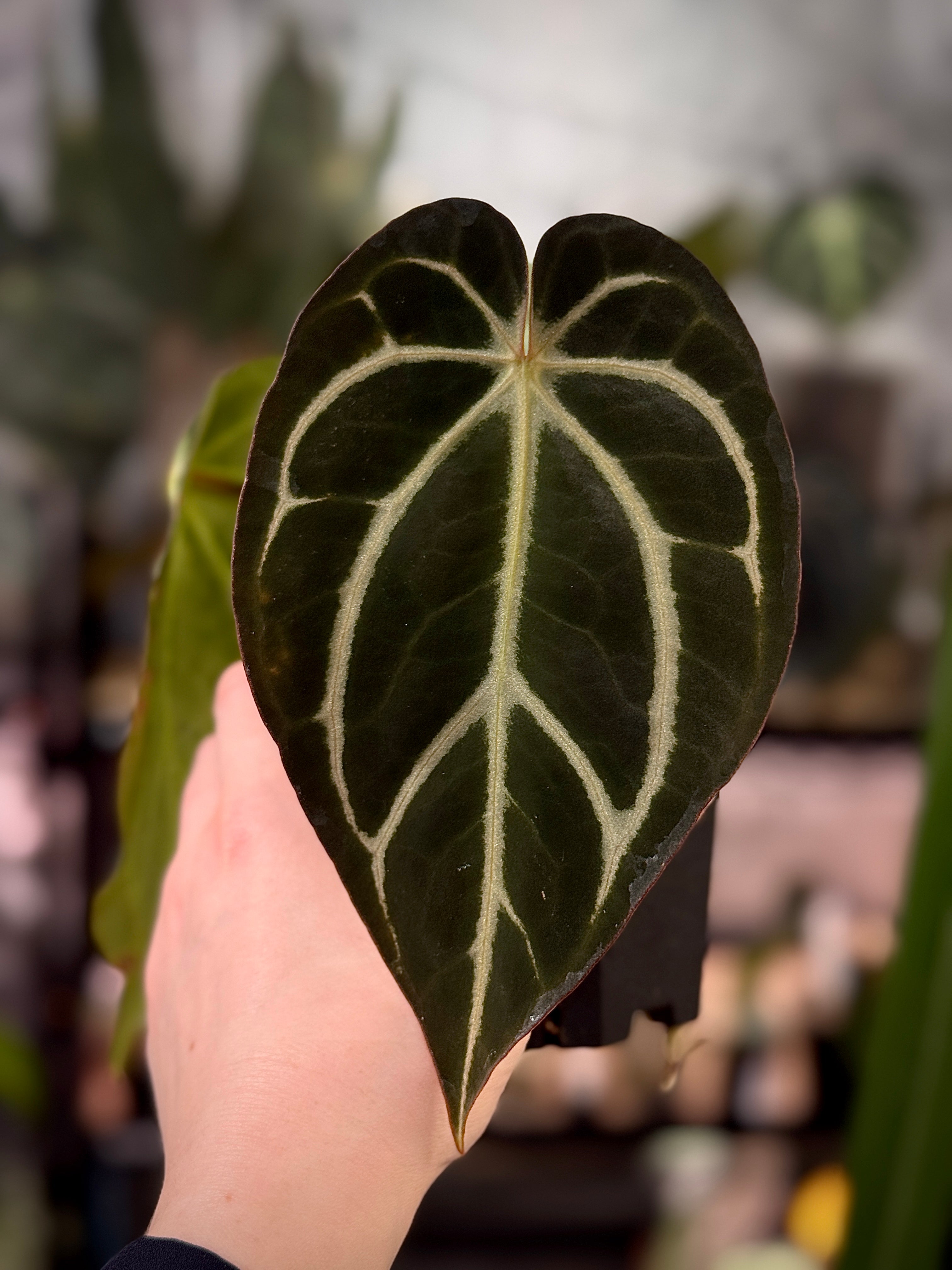NFS: Anthurium Carlablackiae WU2 S1