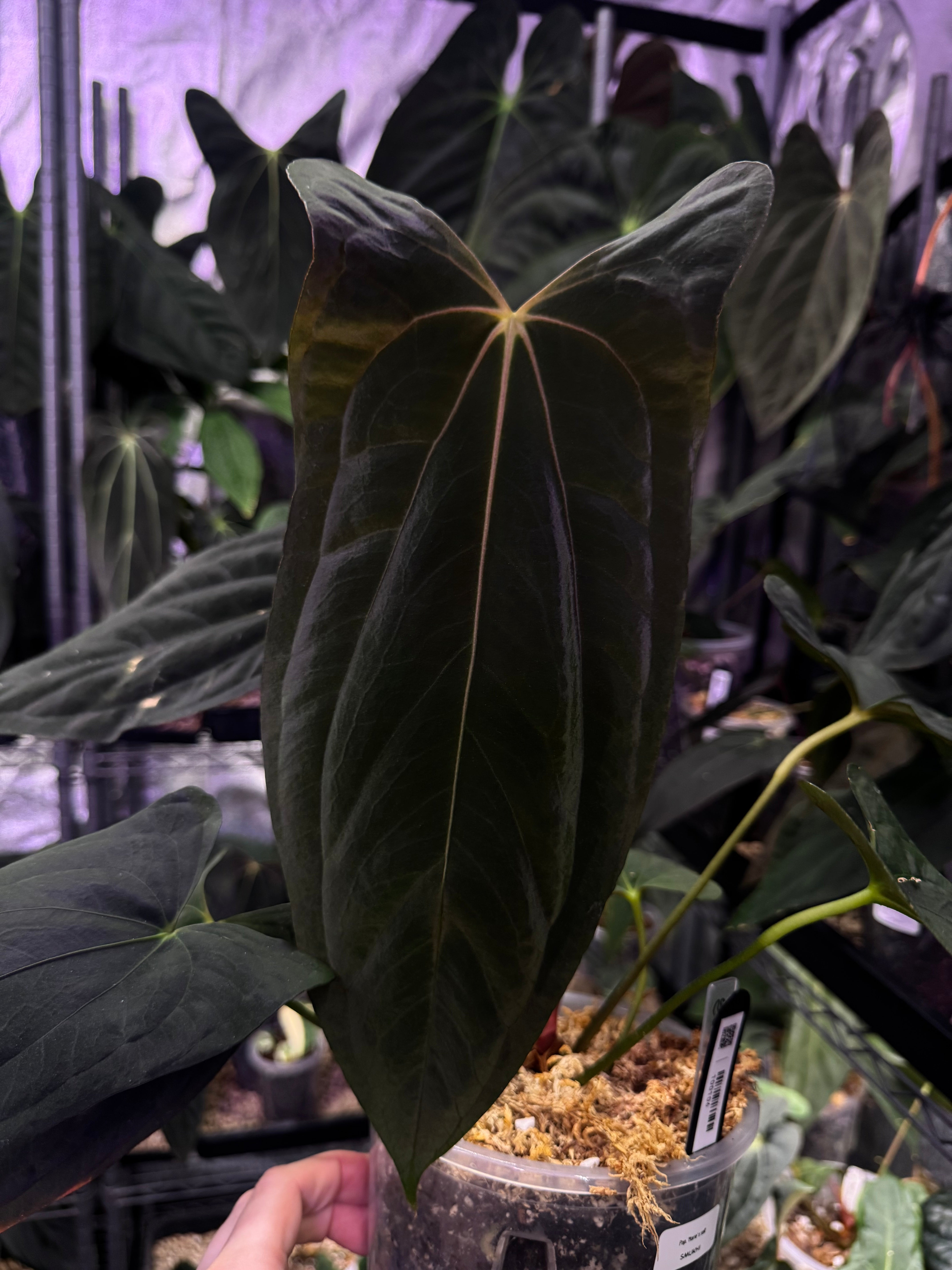 NFS: Anthurium Papillilaminum 'Marie' x self