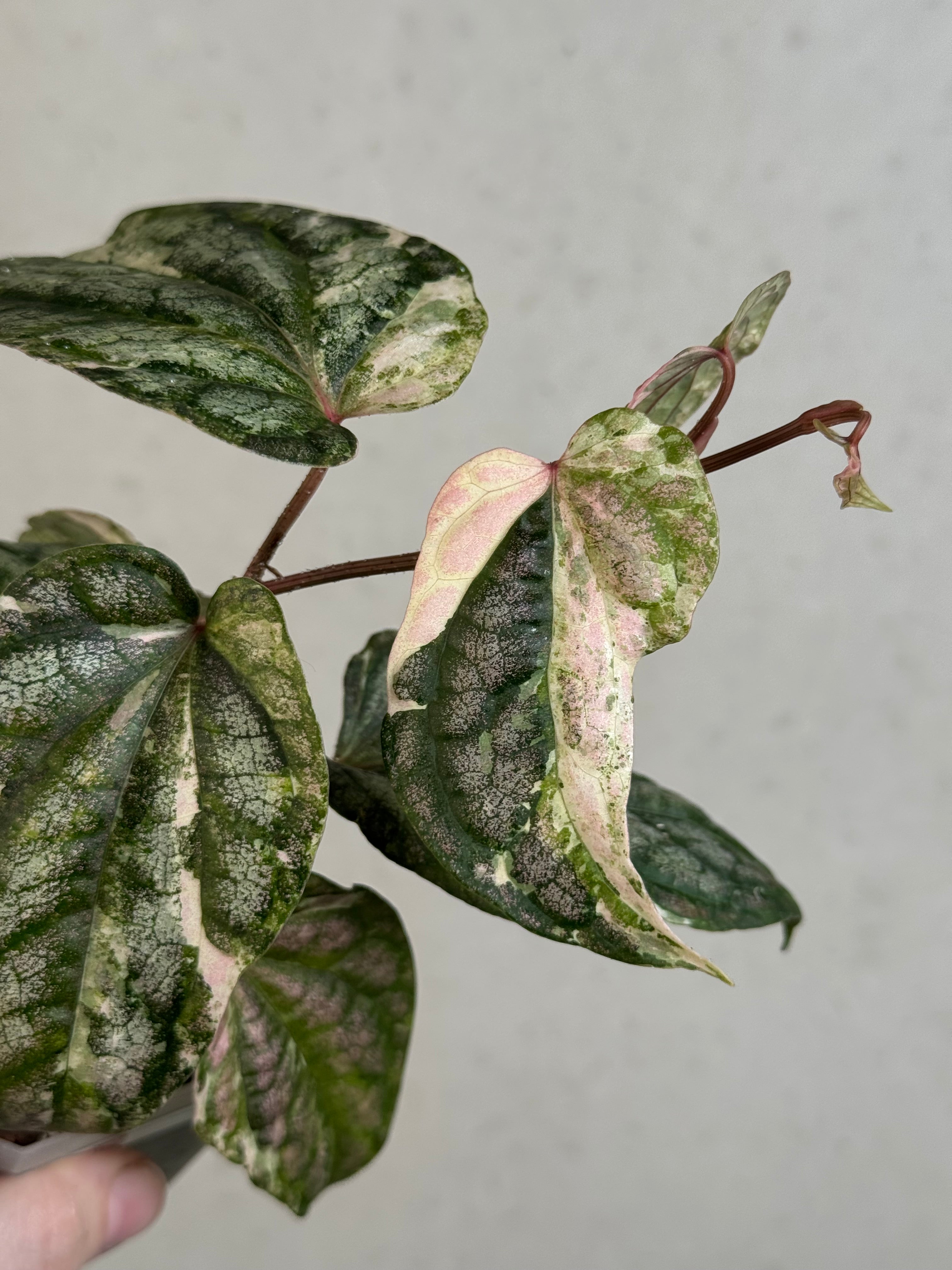 Piper Sylvaticum Variegata