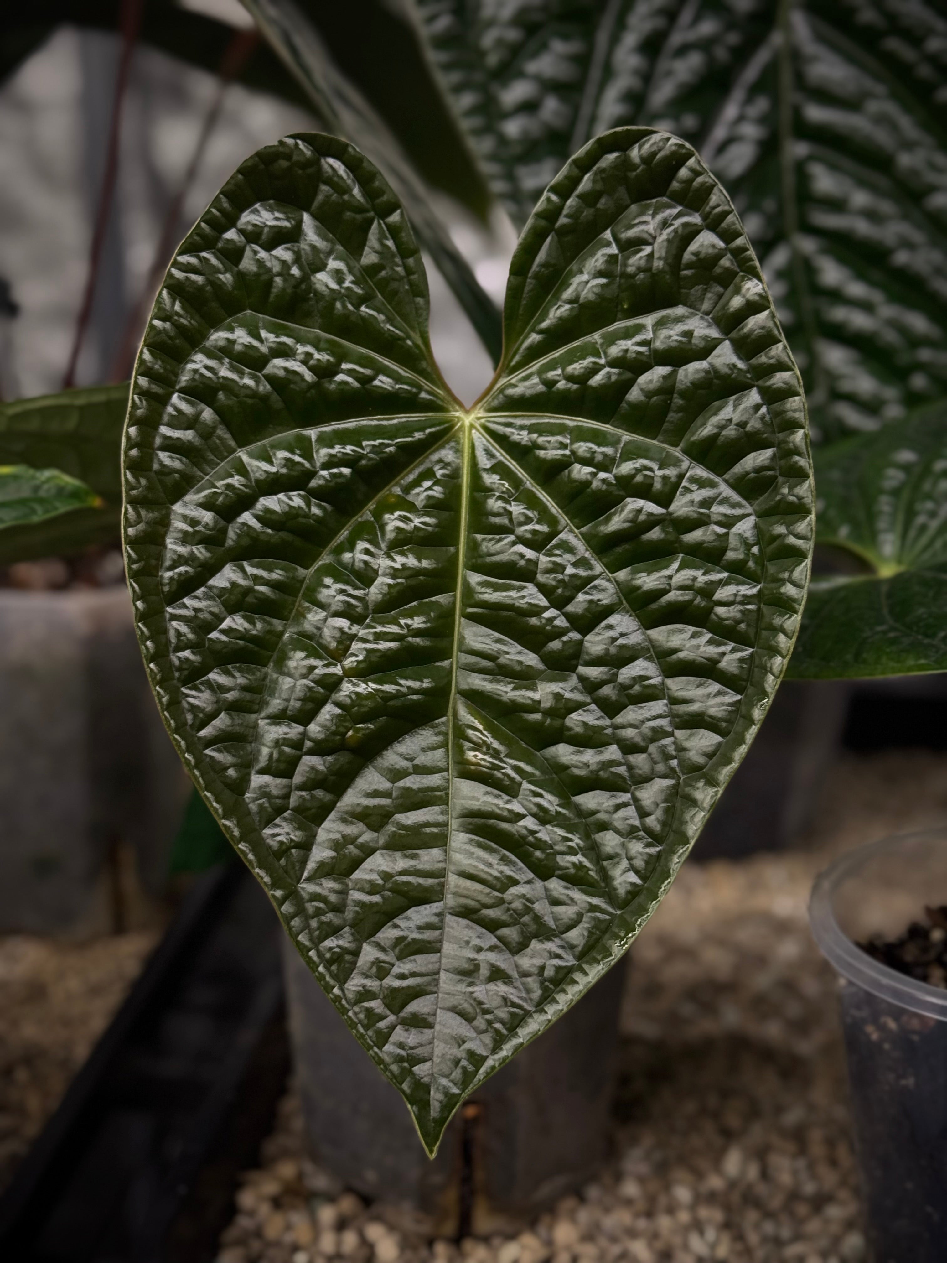 NFS: Anthurium Luxurians (2)